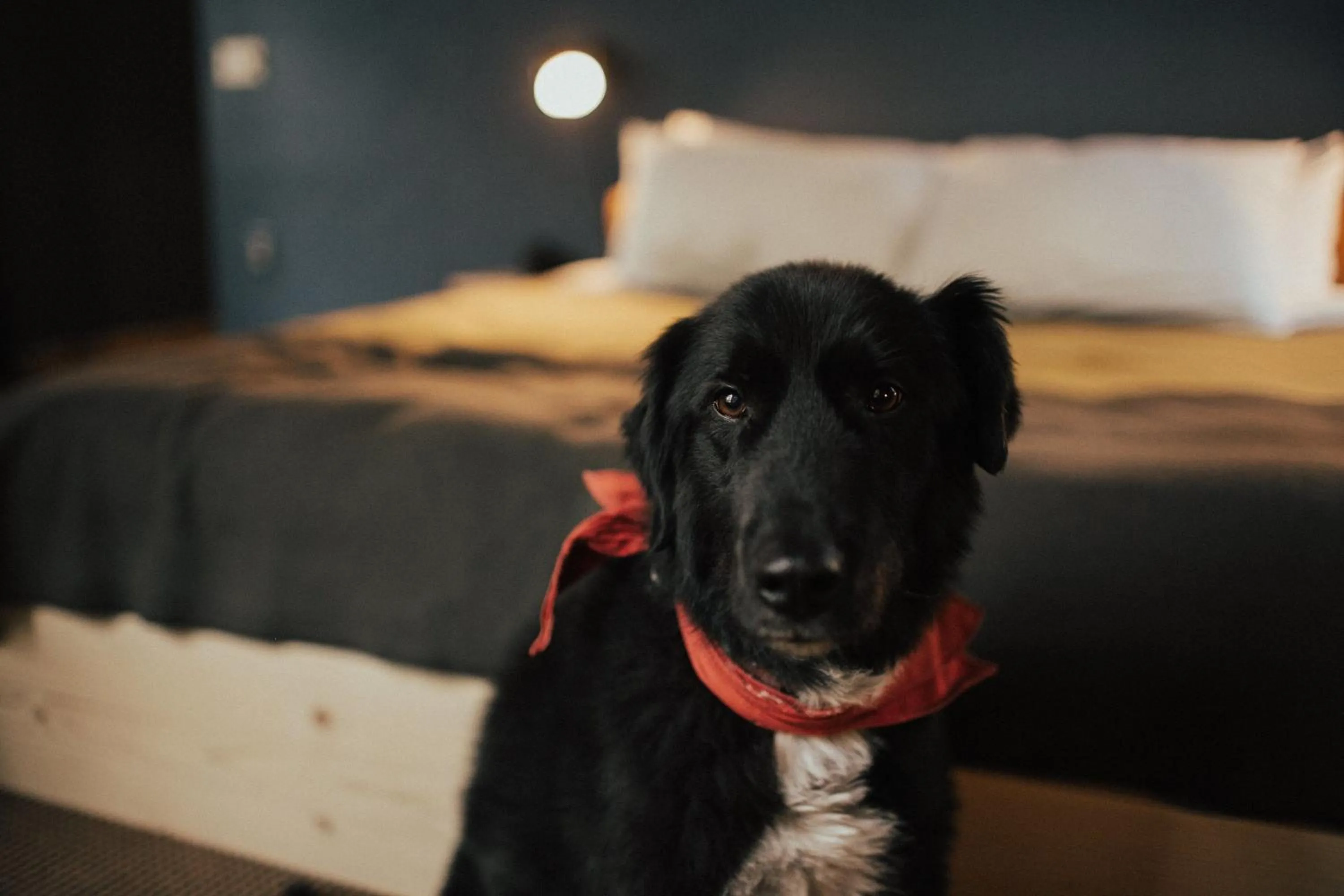 Pets in The Suttle Lodge & Boathouse