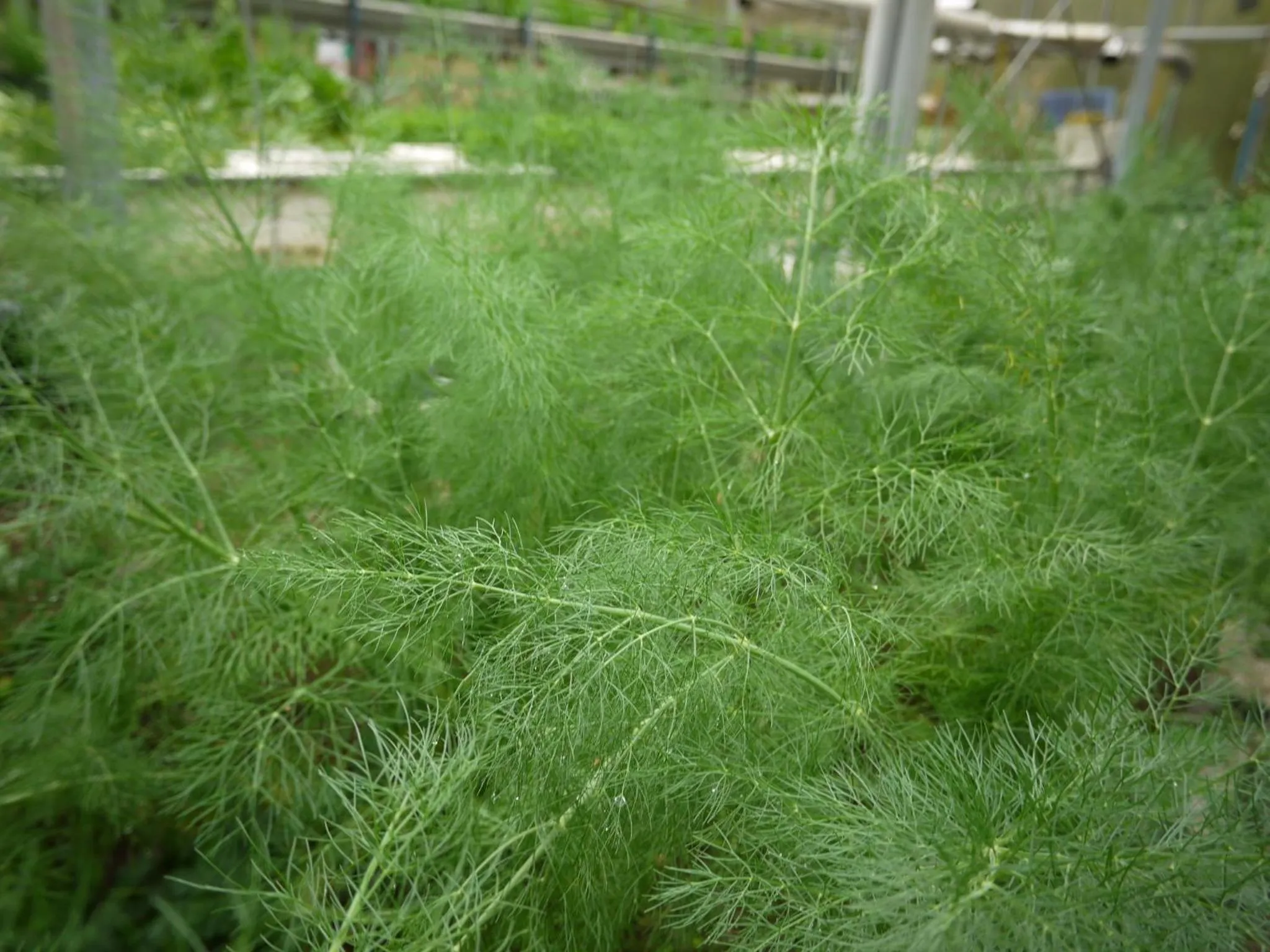 Food in Petit Resort Hotel Alcyon