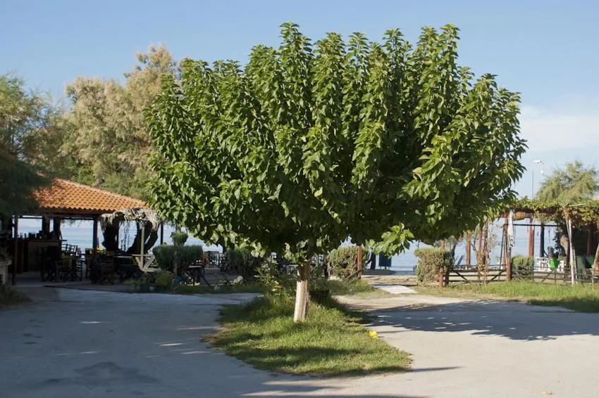 Day in Anetis Beach Hotel