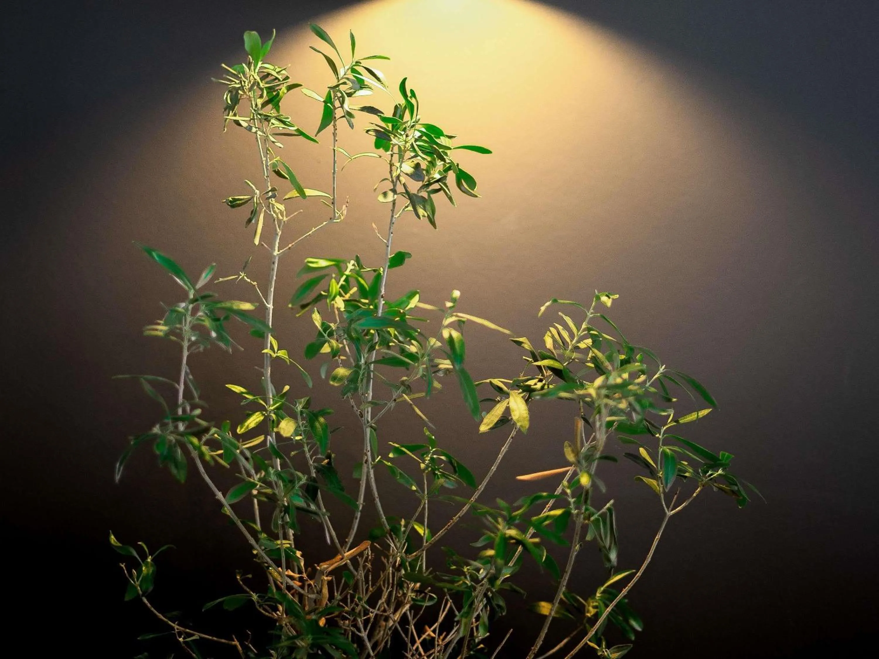 Other in Ibis Pau Centre