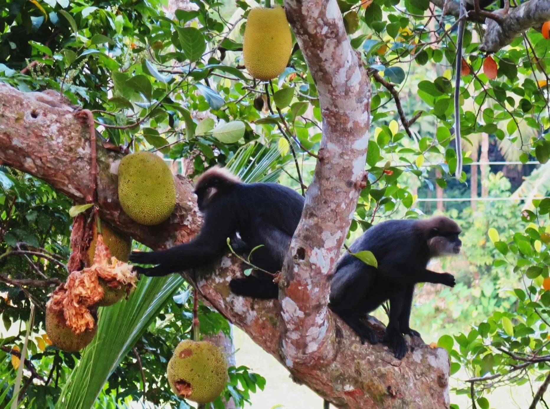 Garden view in The Jungle Loft Galle