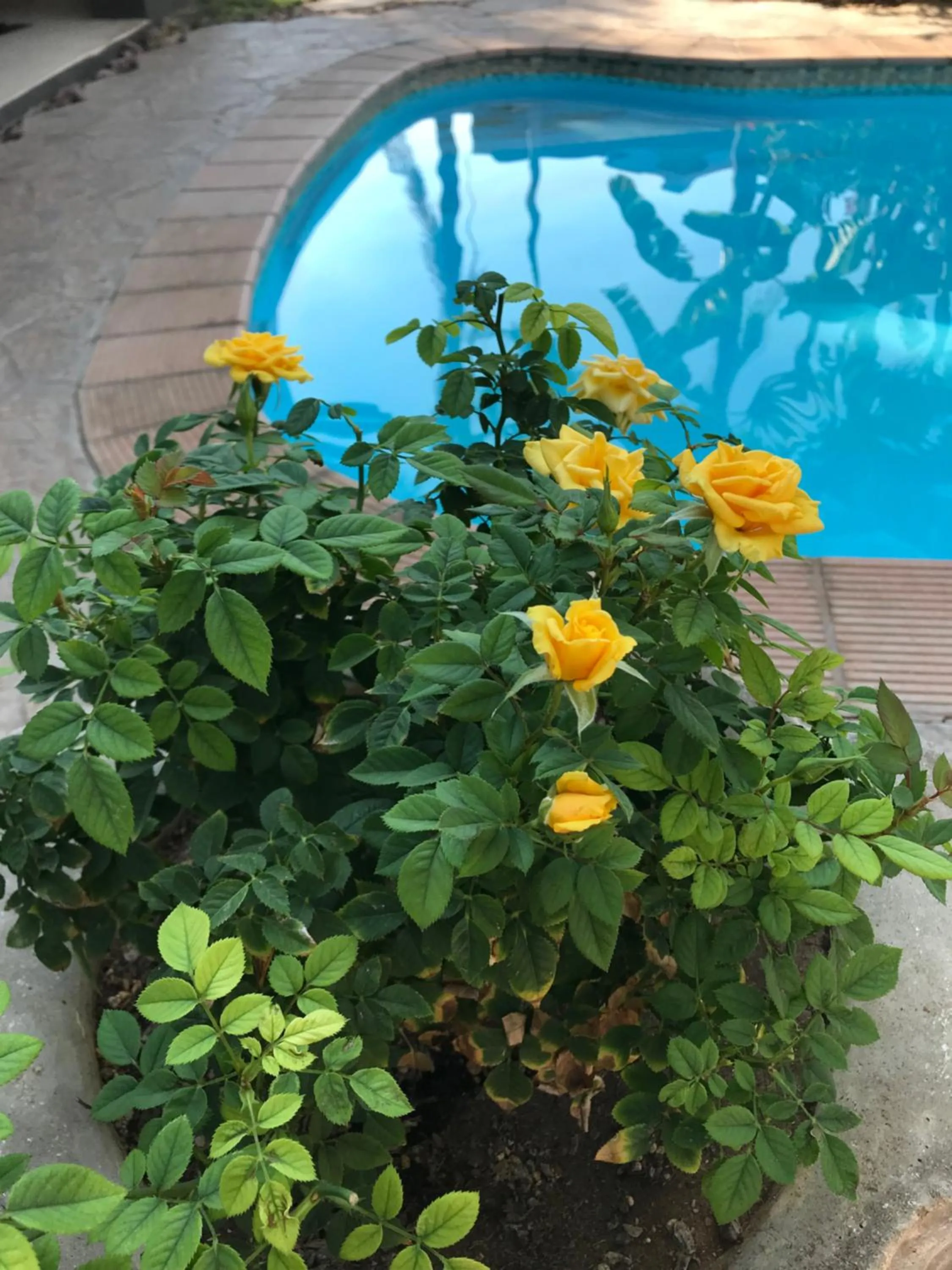 Garden in Bush Pillow Guest House