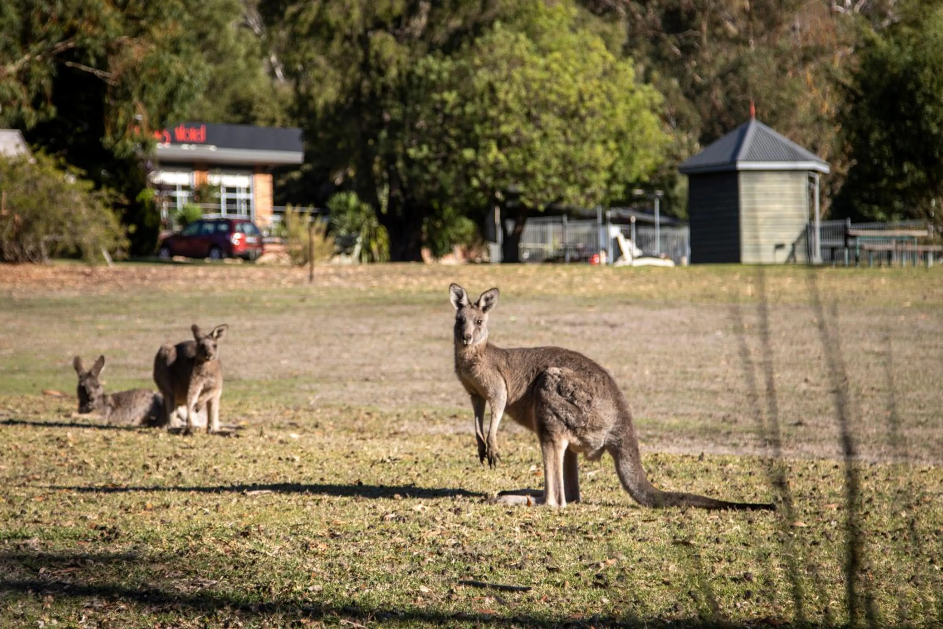 The Grampians Motel