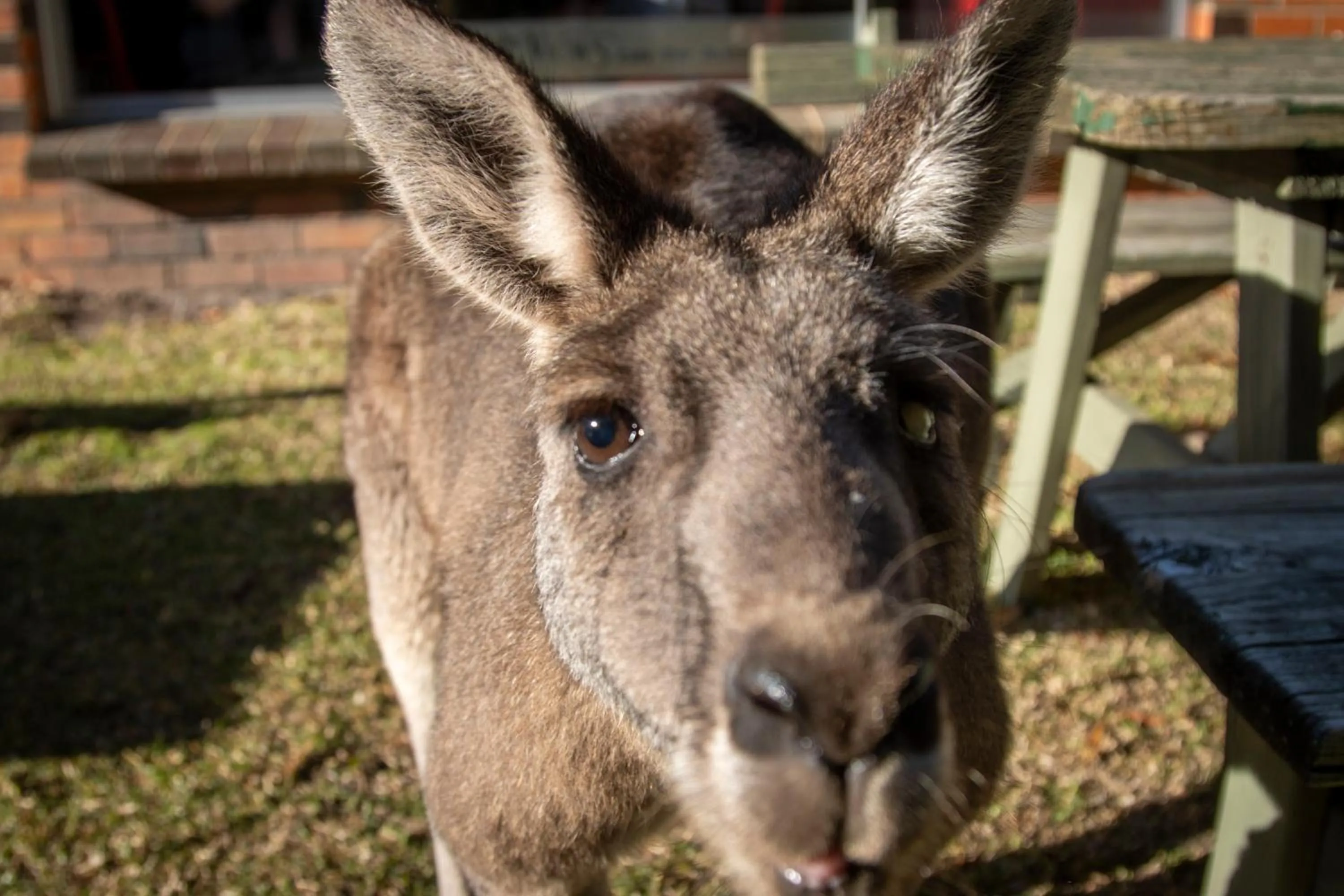 The Grampians Motel