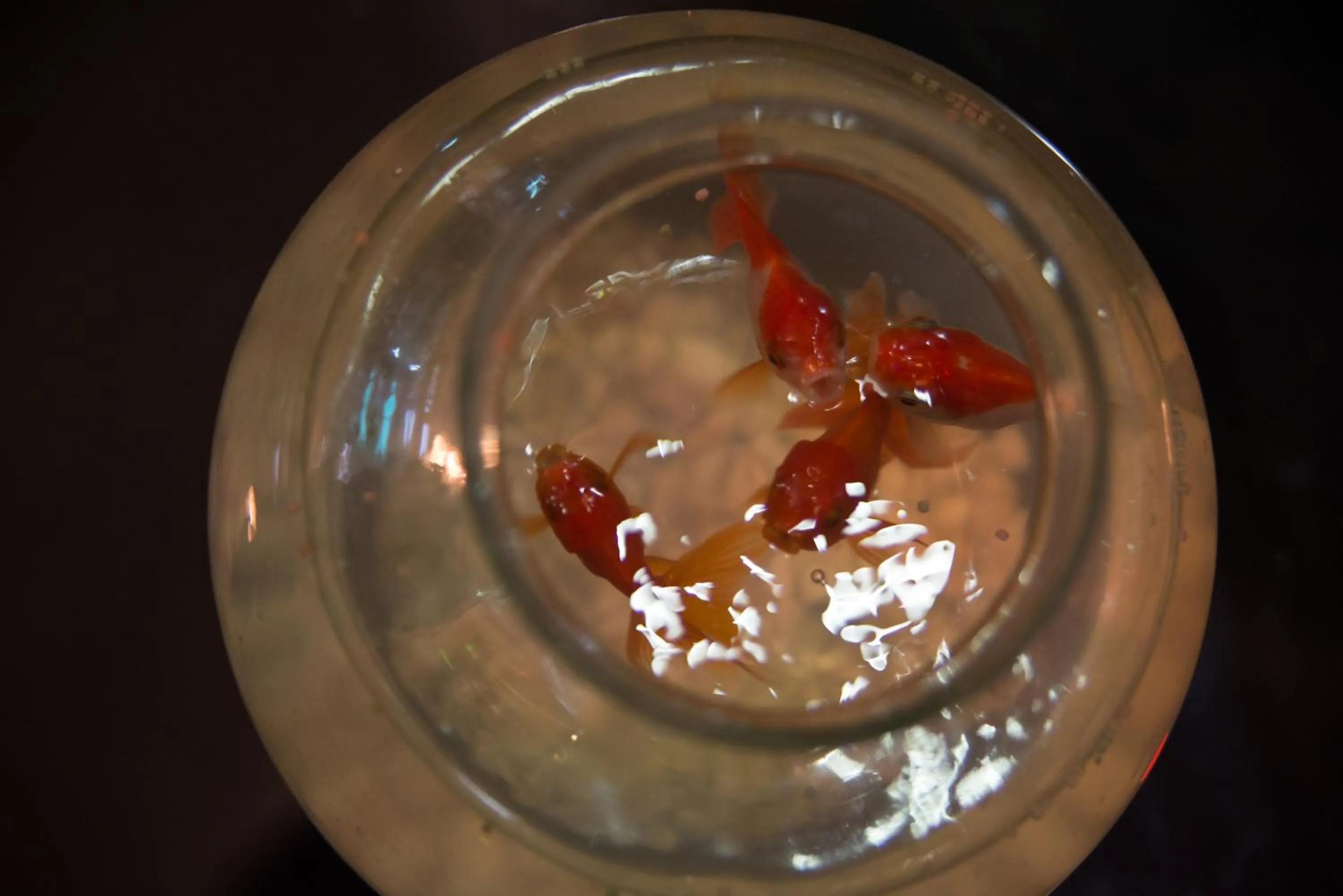 Pets in Babylon Hotel & Serviced Apartment