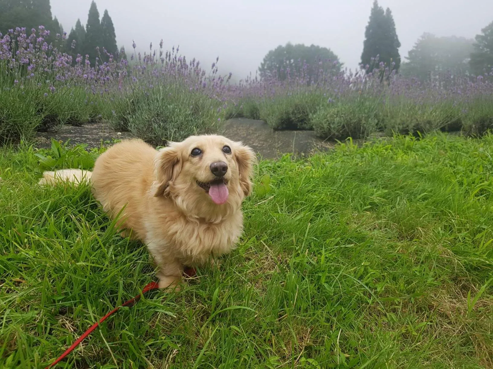 Pets in White Tree Log House Madarao Tangram