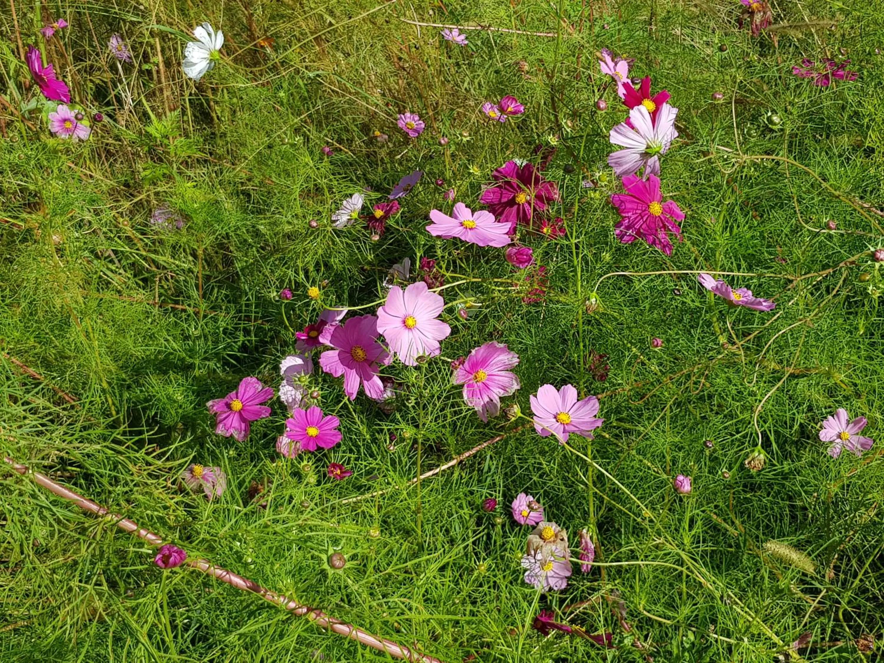 Garden in Hotel Pyrenées Atlantique