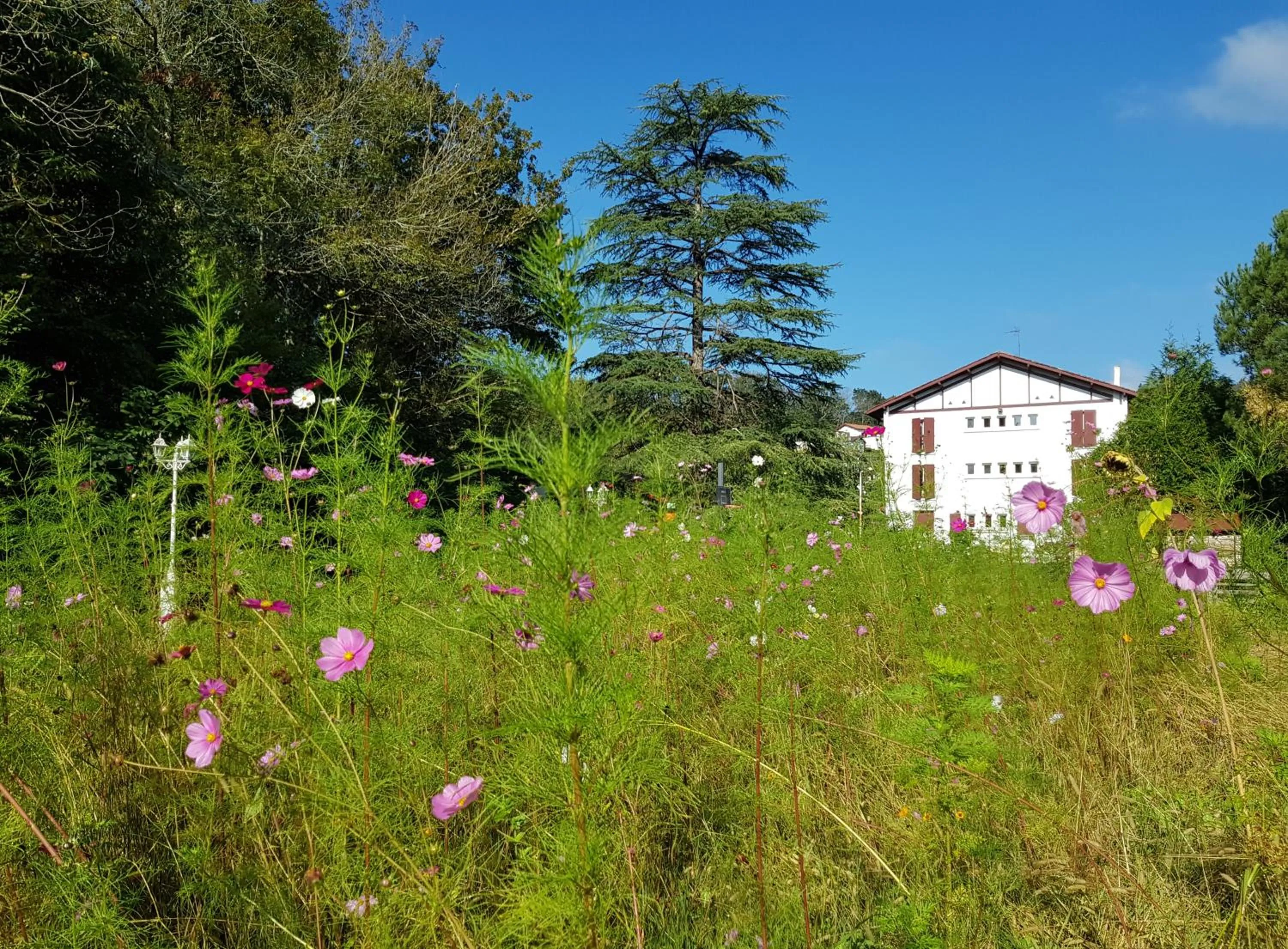 Garden in Hotel Pyrenées Atlantique