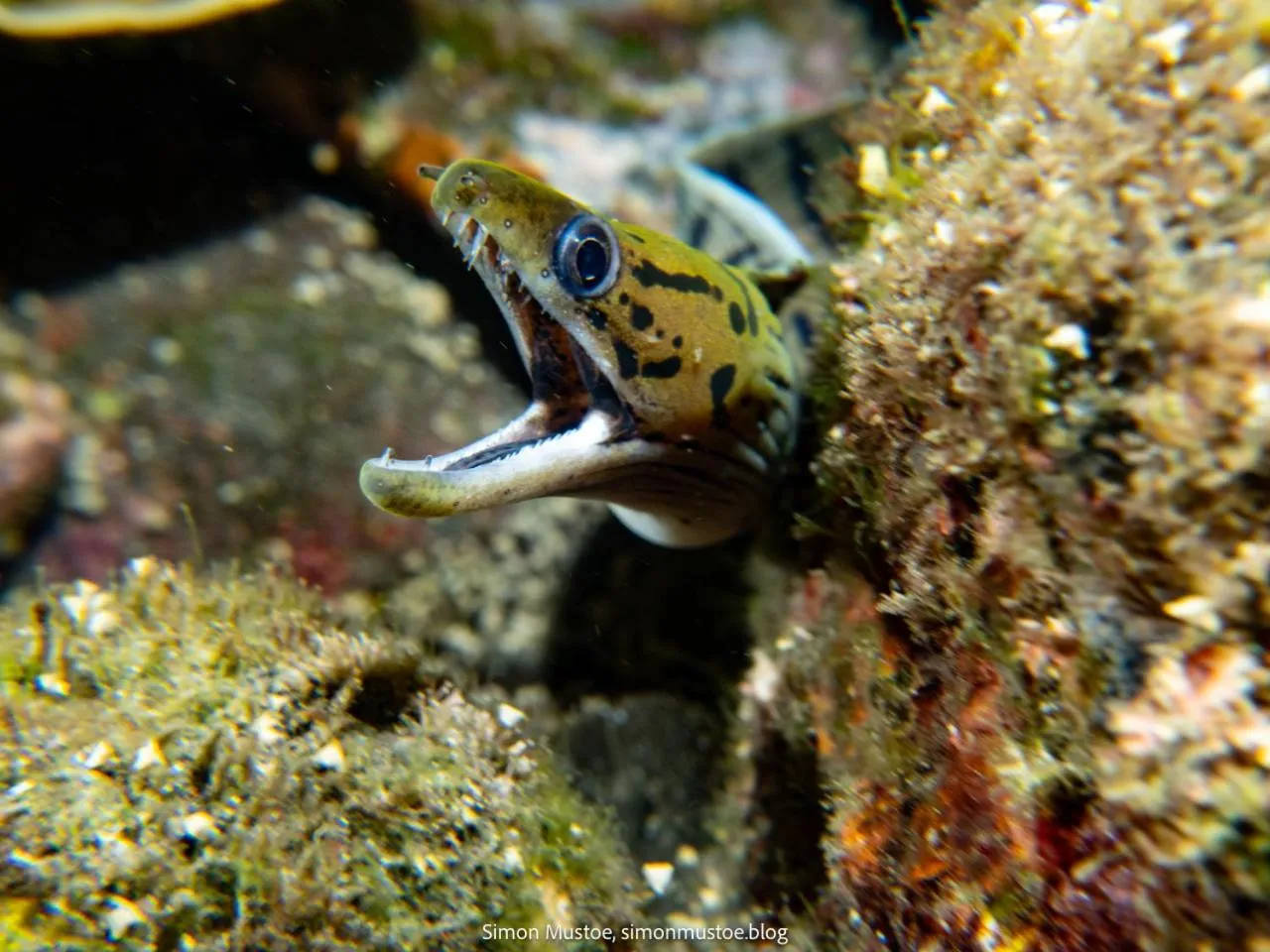 Diving in Teluk Karang Dive & Spa Resort