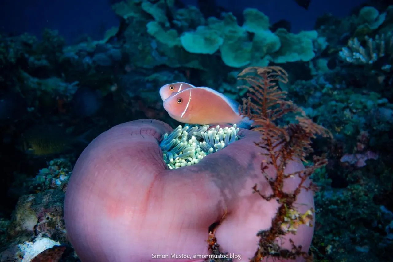 Diving in Teluk Karang Dive & Spa Resort
