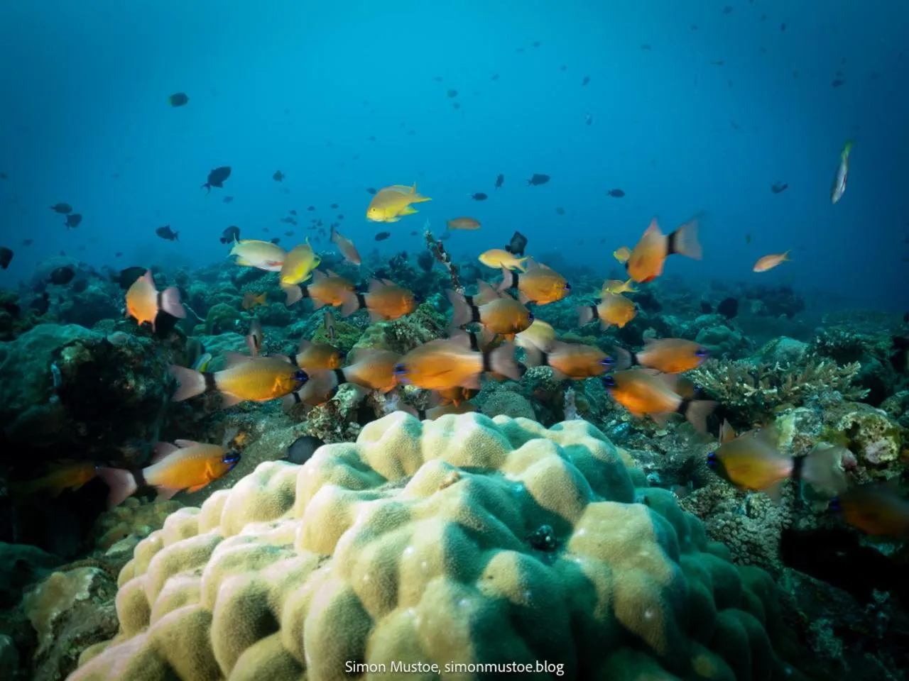 Snorkeling in Teluk Karang Dive & Spa Resort