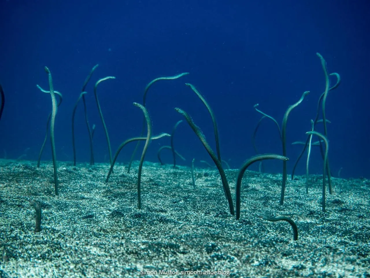Snorkeling in Teluk Karang Dive & Spa Resort