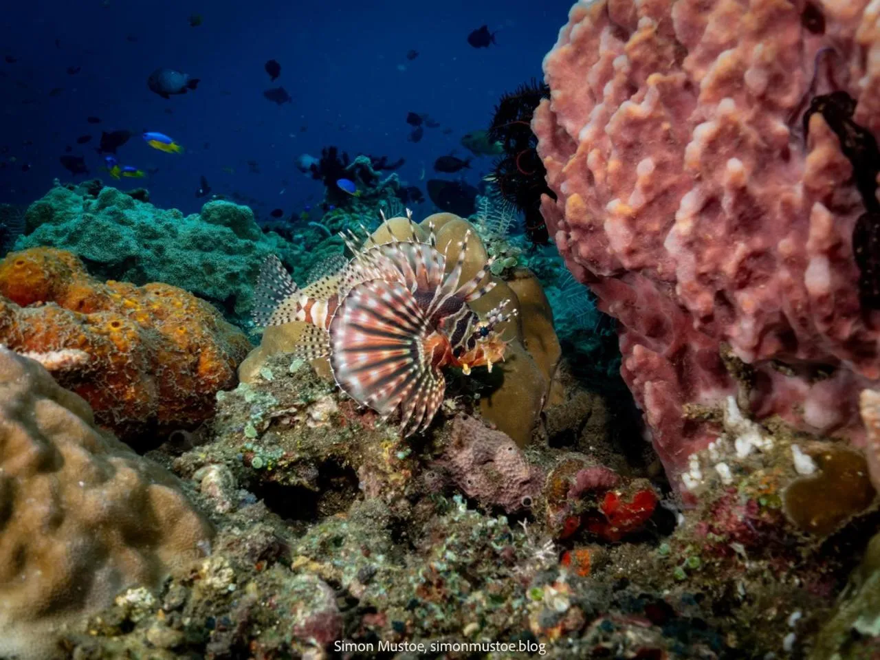 Diving in Teluk Karang Dive & Spa Resort