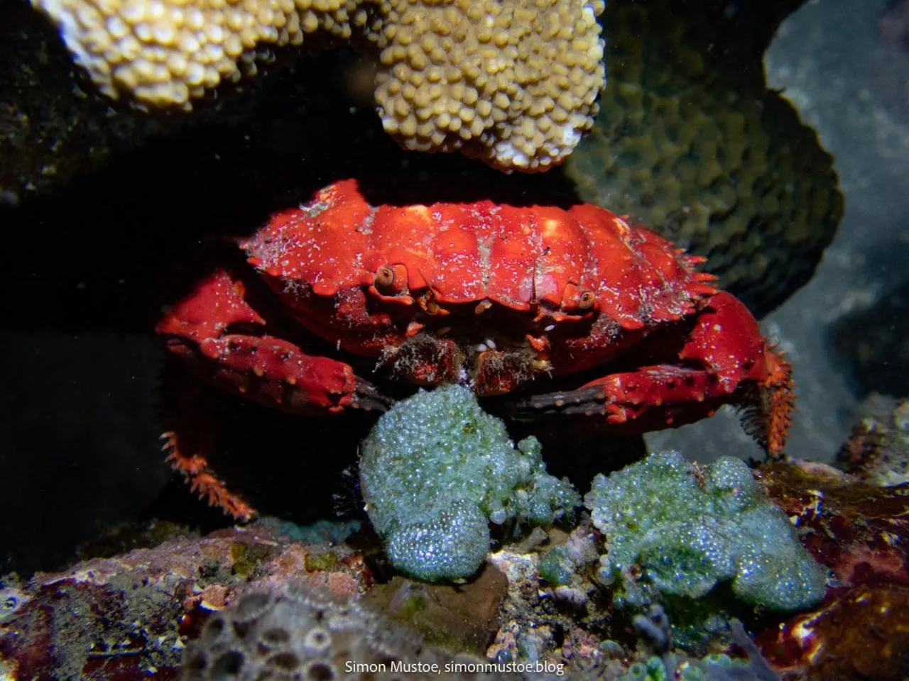 Diving in Teluk Karang Dive & Spa Resort