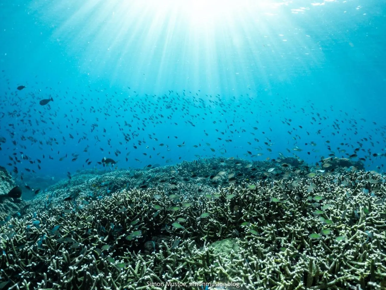 Snorkeling in Teluk Karang Dive & Spa Resort
