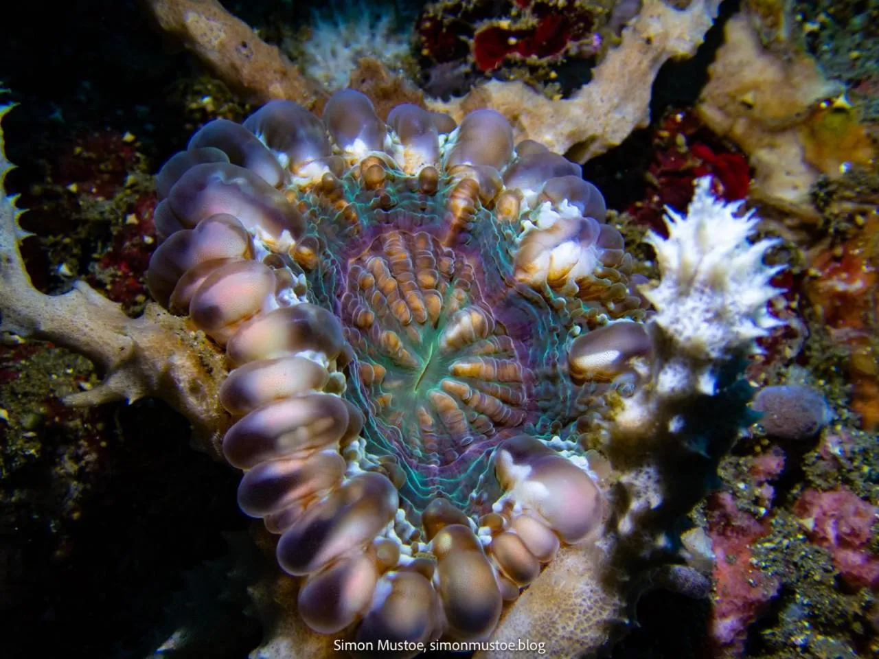 Diving in Teluk Karang Dive & Spa Resort