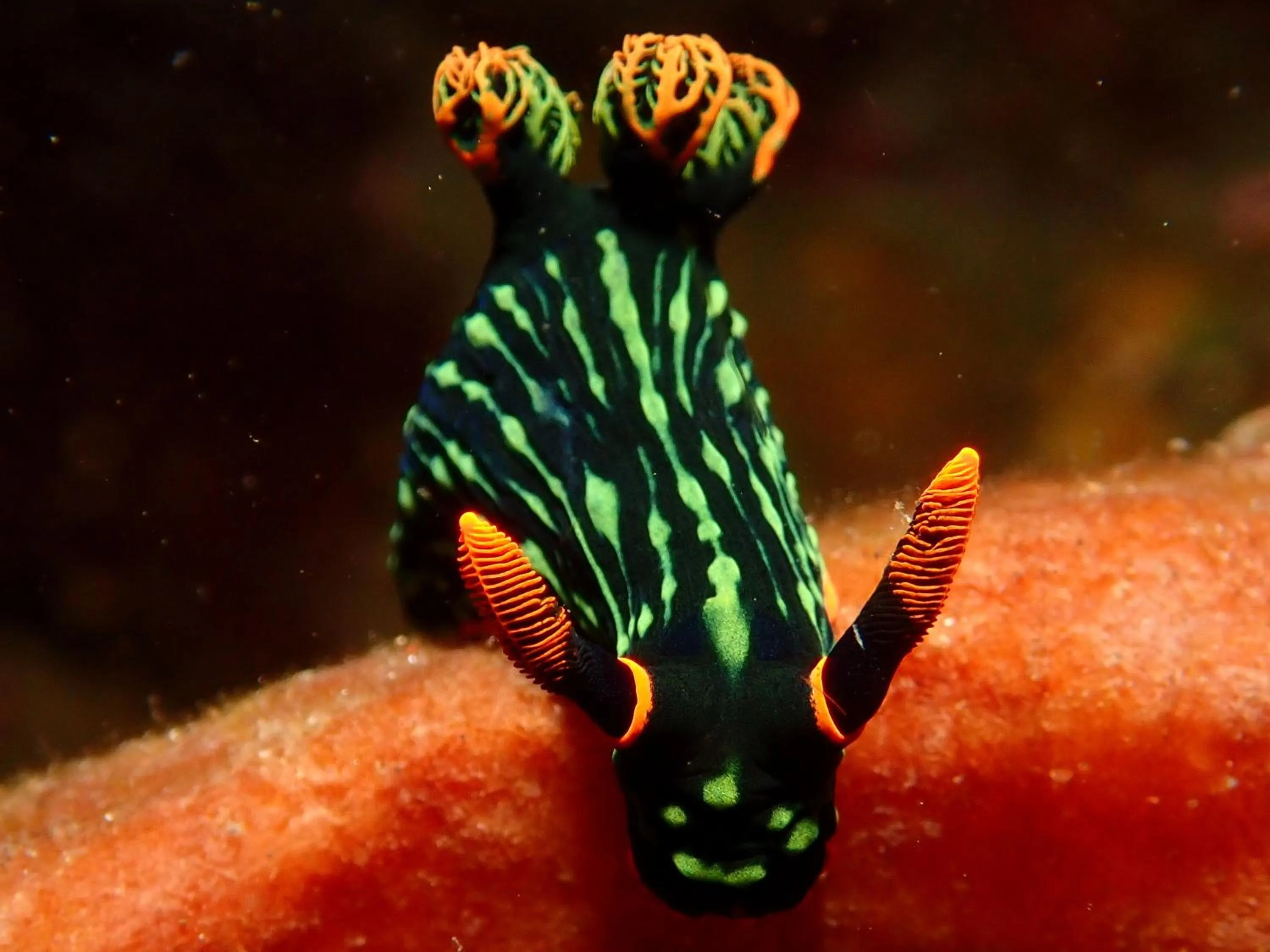 Snorkeling in Teluk Karang Dive & Spa Resort
