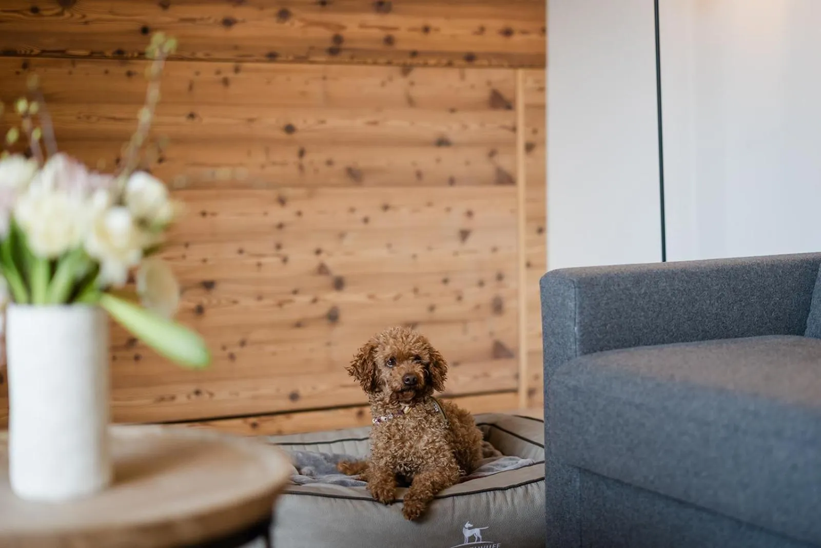 Pets in Boutique Hundehotel Bergzeit