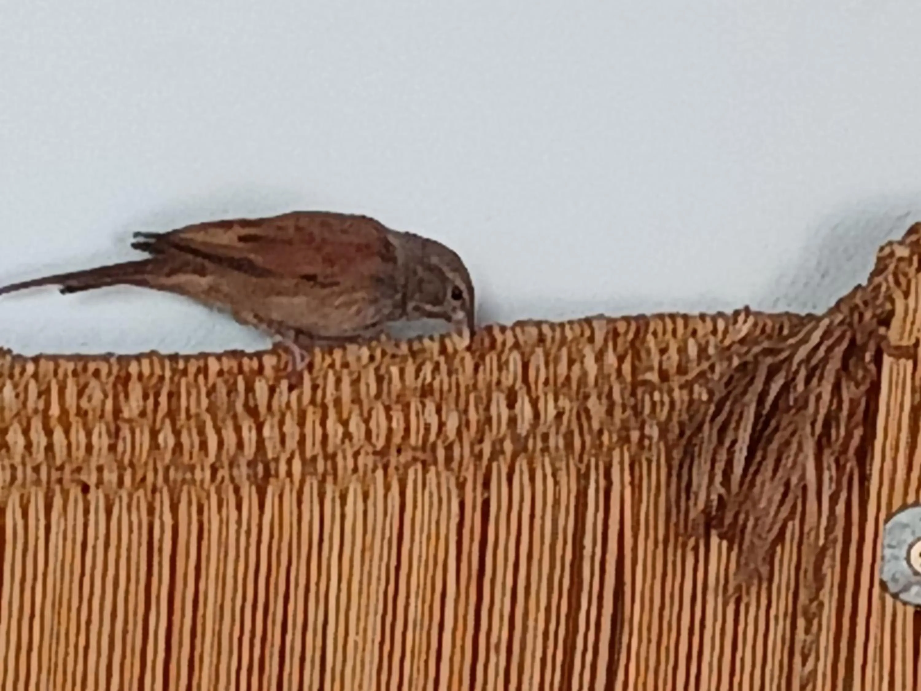 Animals in Dar Margot Marrakech