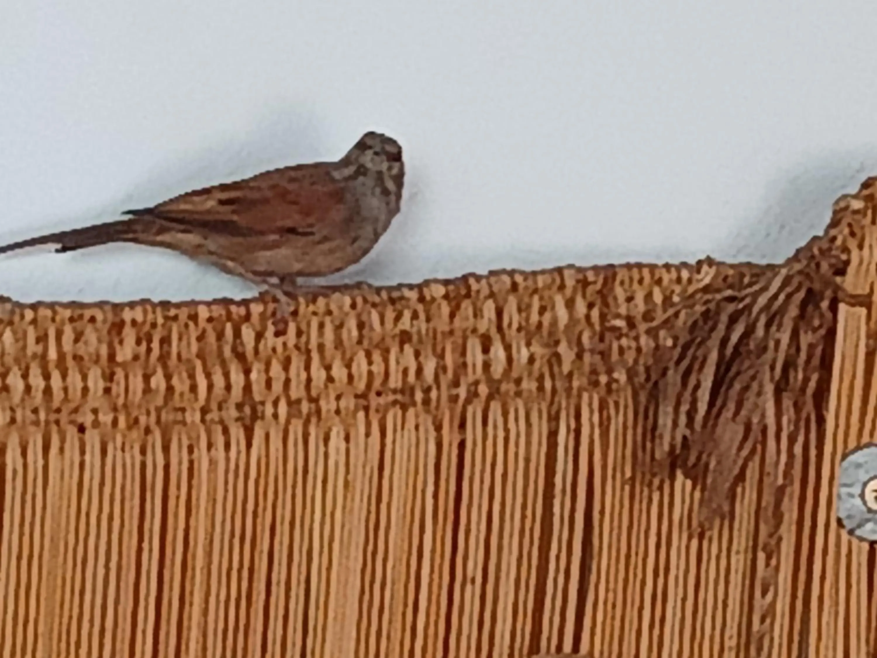 Animals in Dar Margot Marrakech