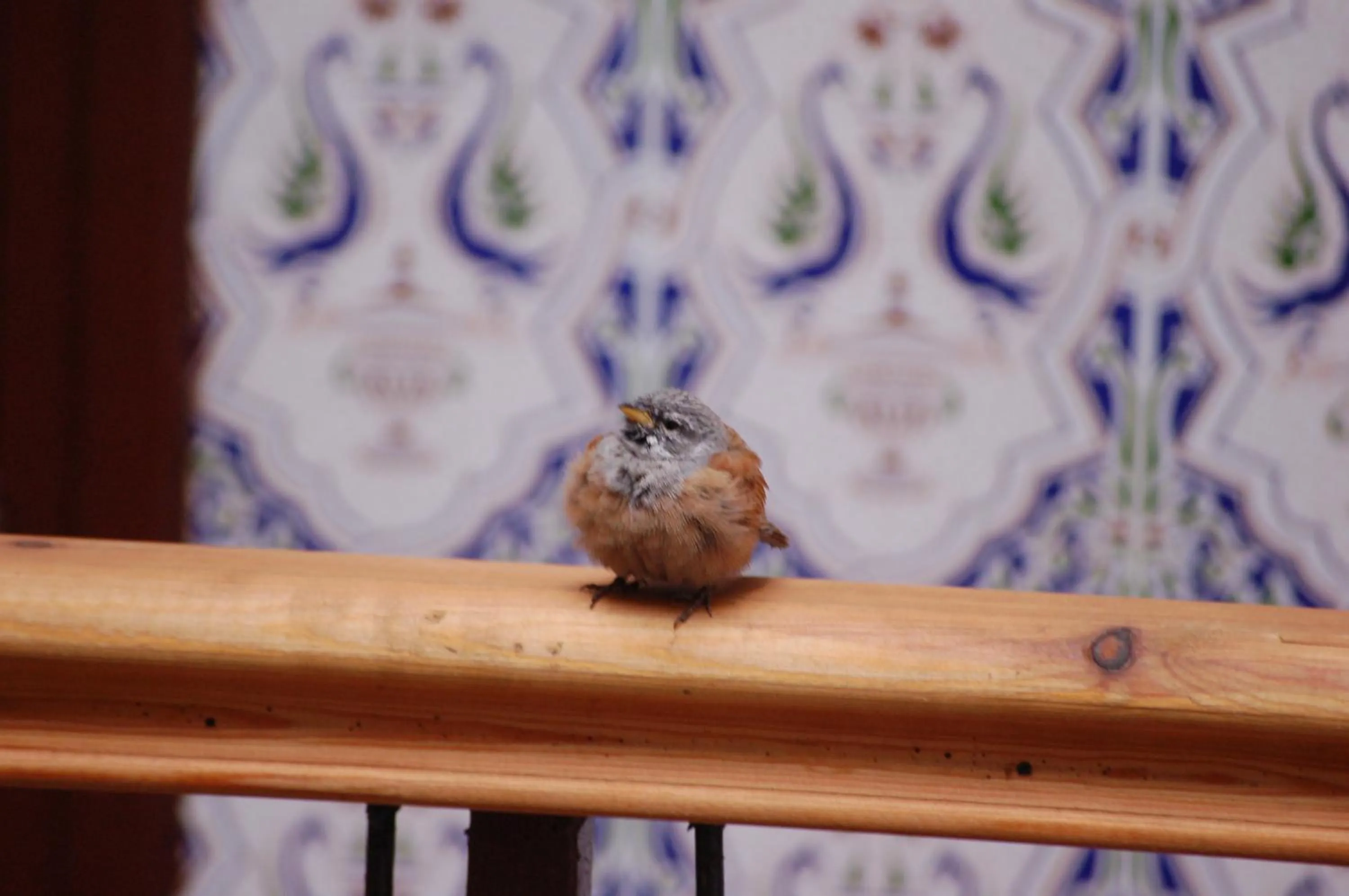 Animals in Dar Margot Marrakech