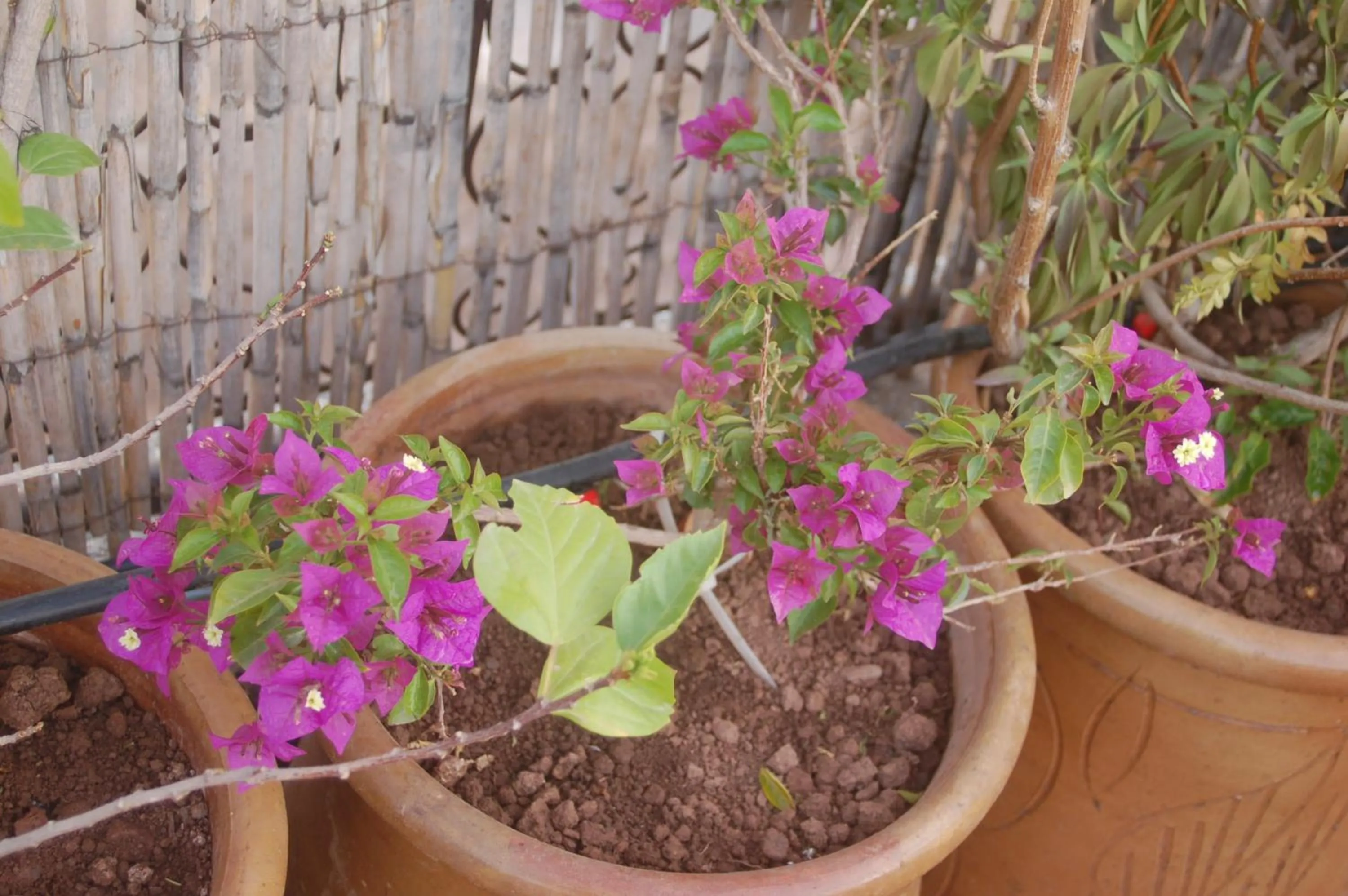 Property building in Dar Margot Marrakech