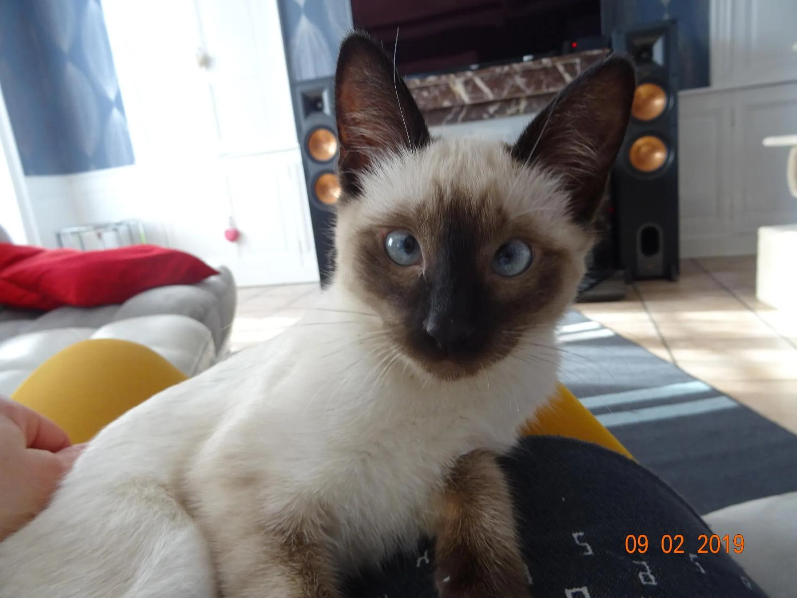 Pets in La ferme aux chats