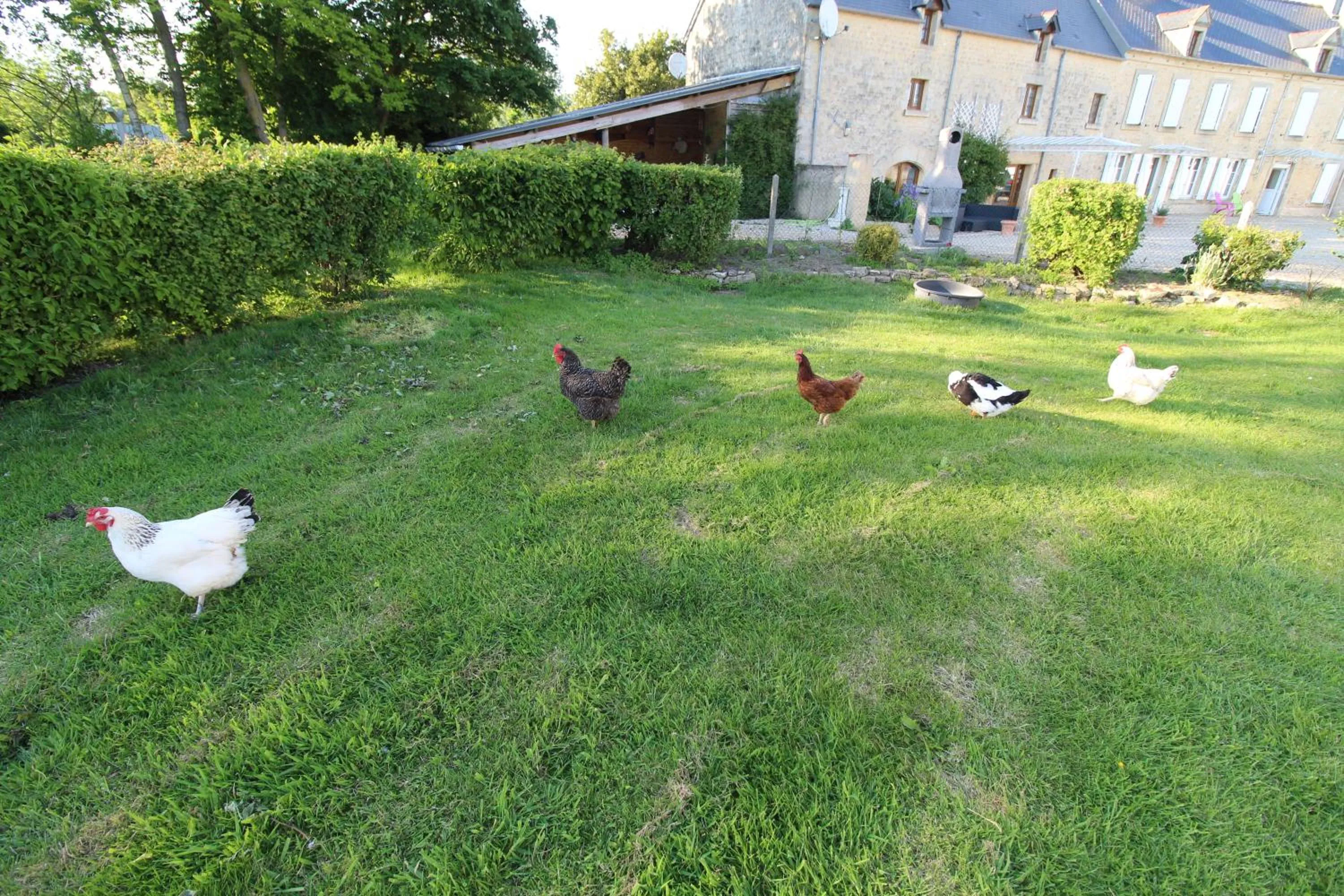 Pets in La ferme aux chats
