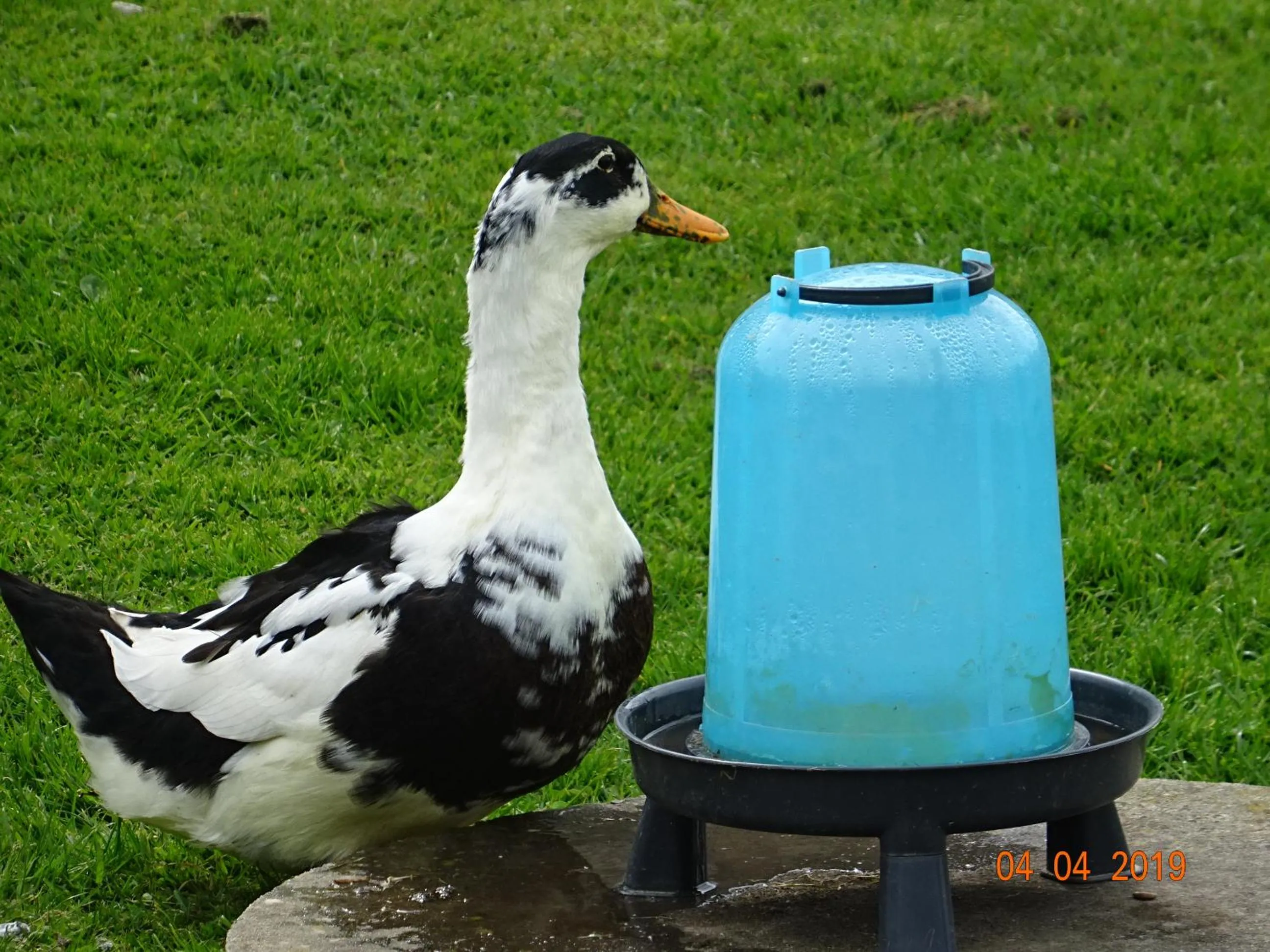 Animals in La ferme aux chats