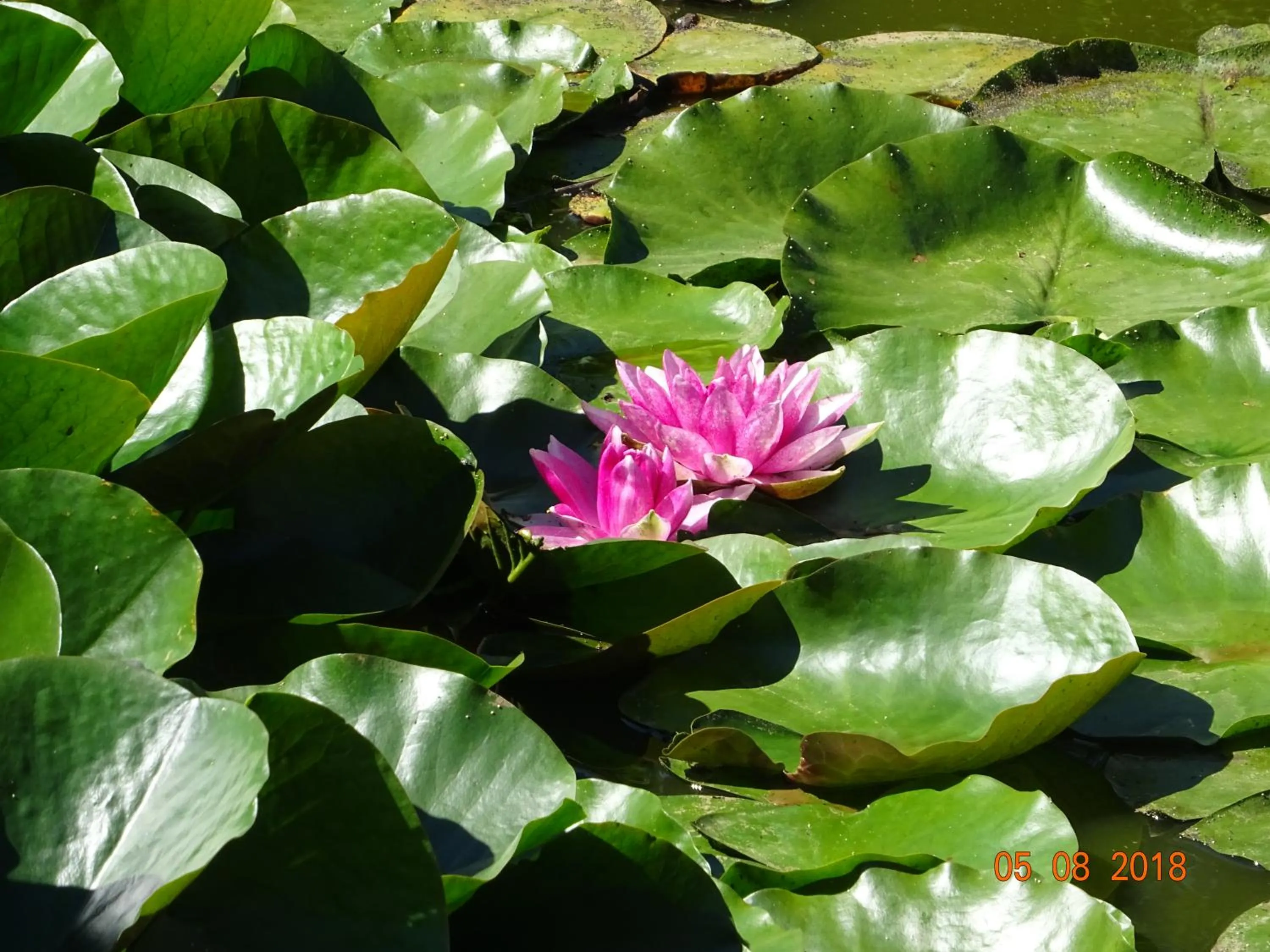 Other in La ferme aux chats