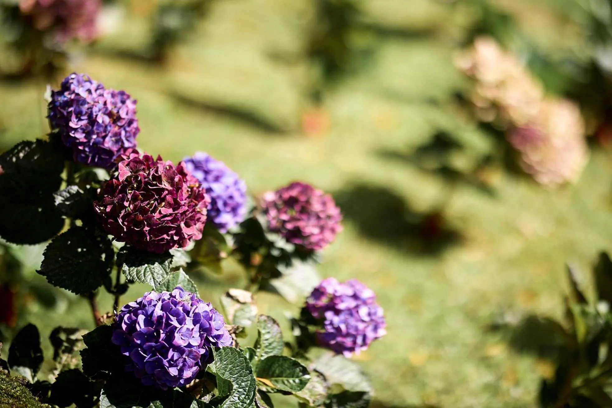 Garden in Octant Furnas