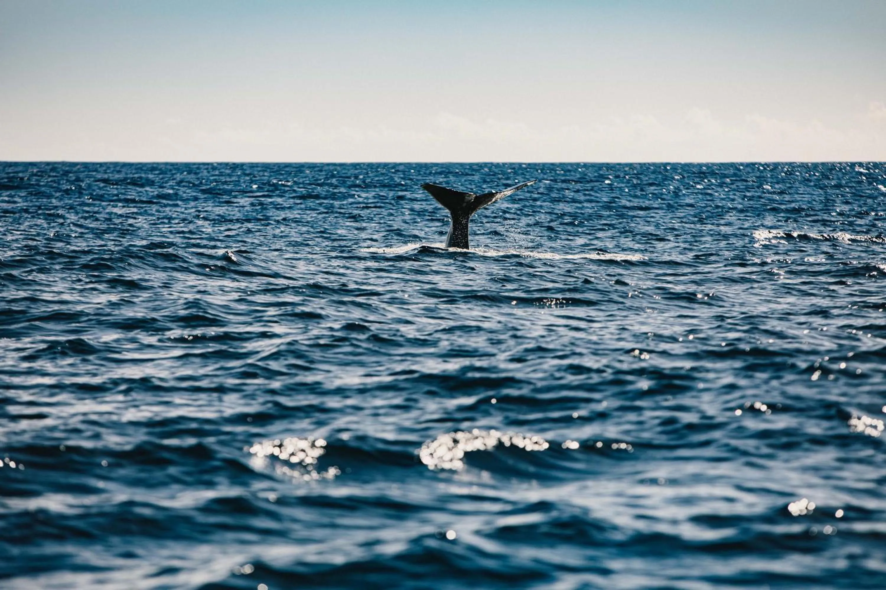 Activities in Octant Furnas