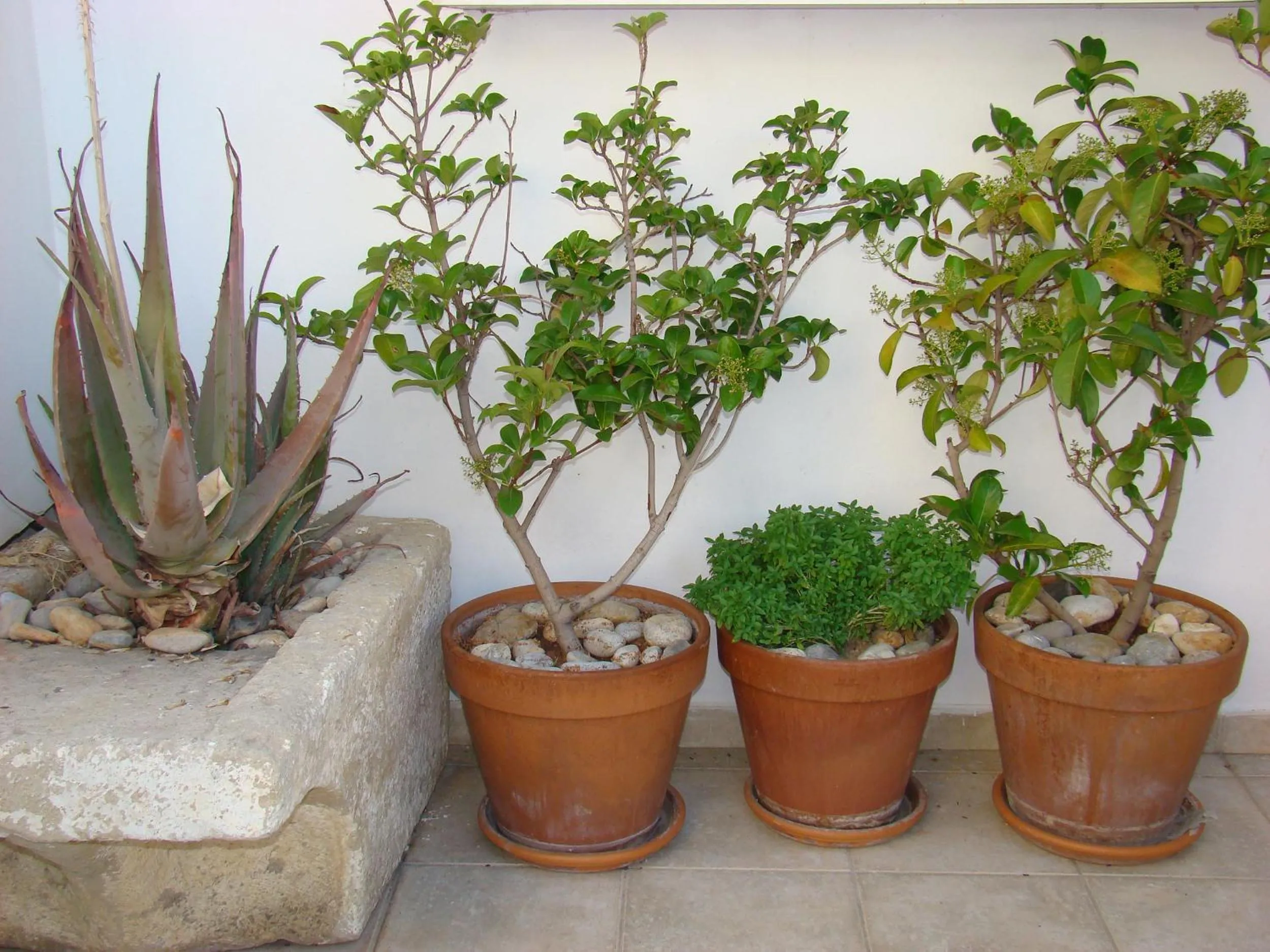 Garden in Diamond Apartments & Suites