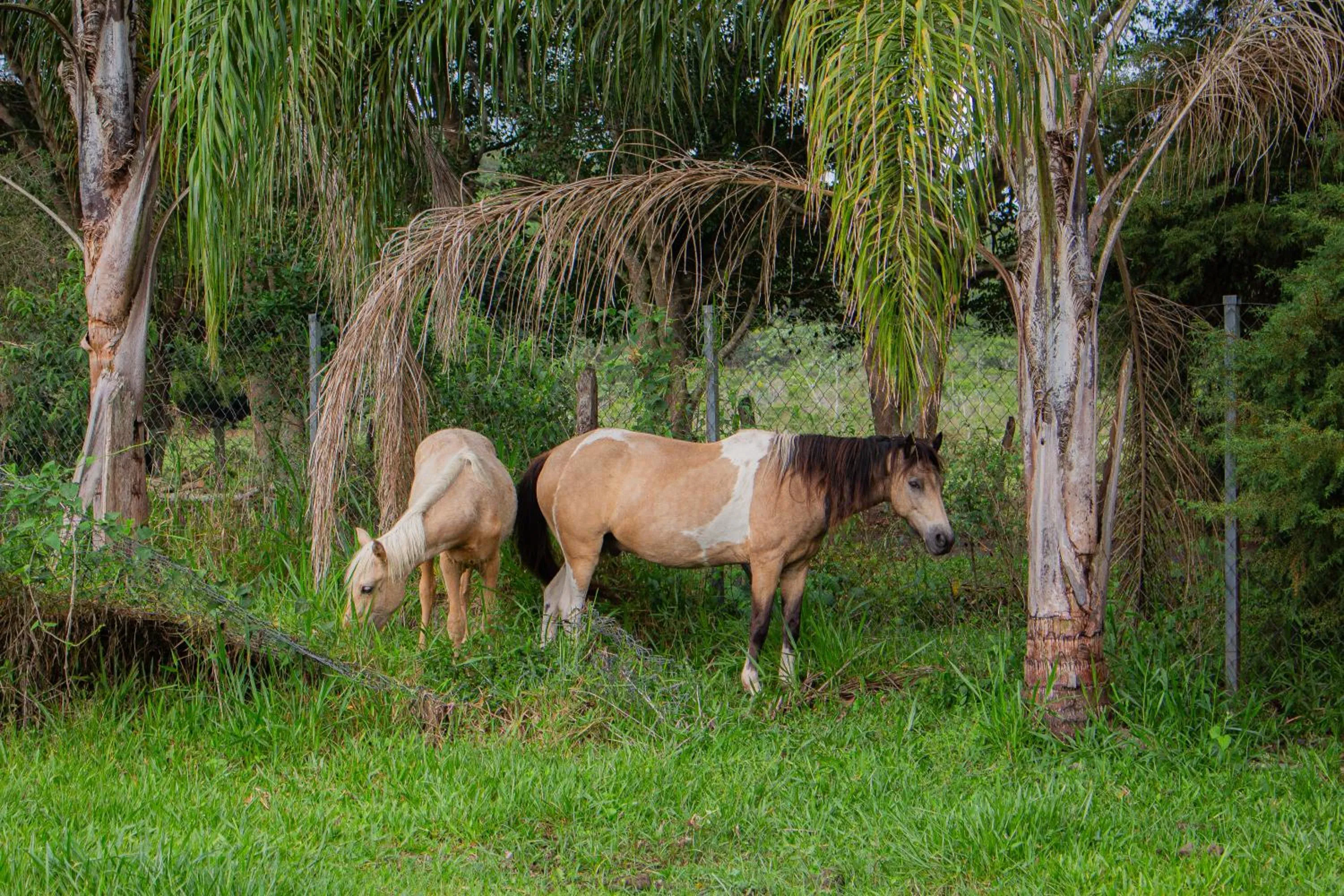 Animals in Hotel Fazenda Pé da Serra