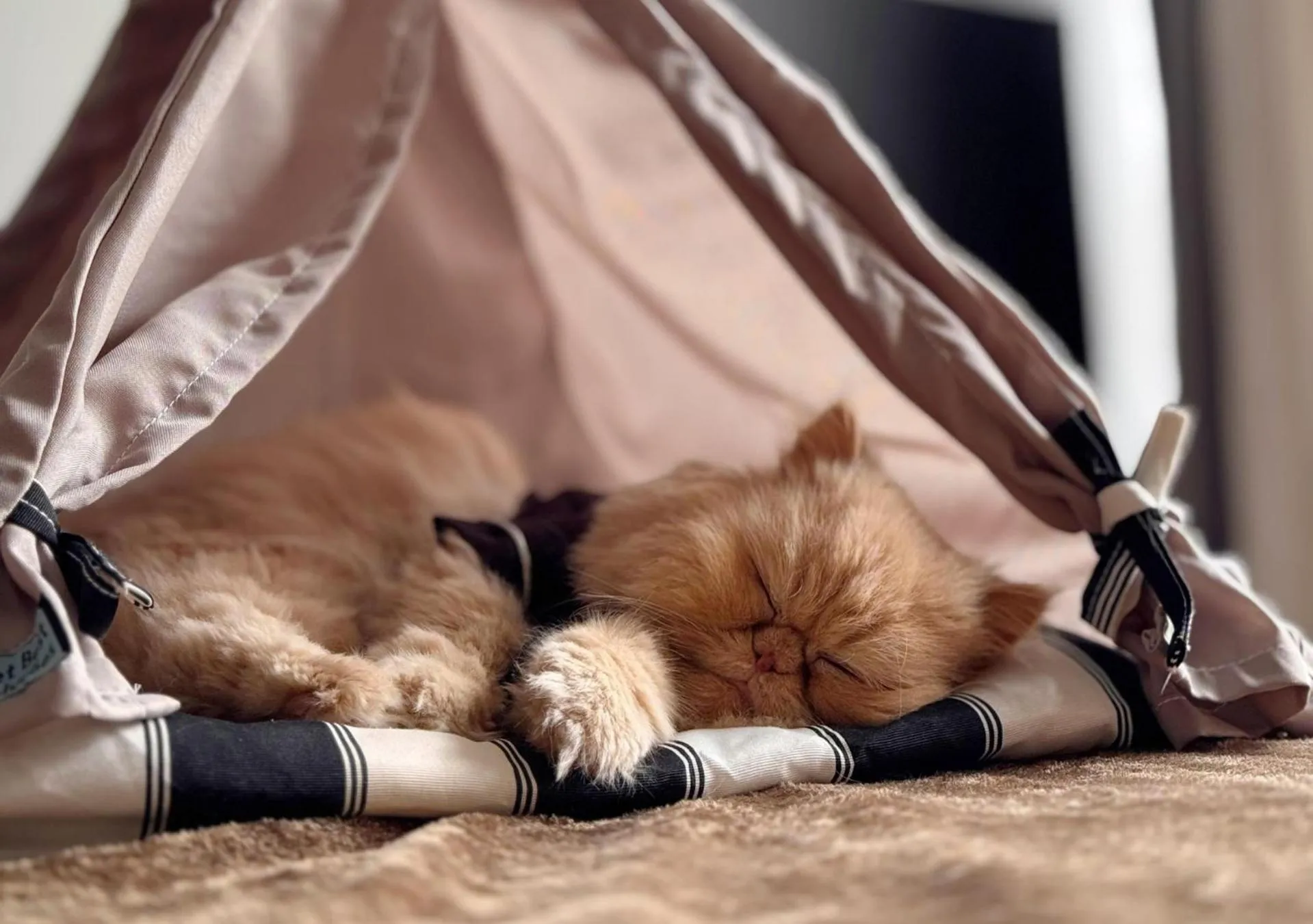 Pets in Quality Paulista (São Paulo, Jardins)