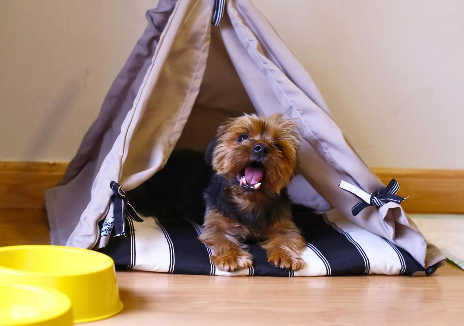 Pets in Quality Paulista (São Paulo, Jardins)