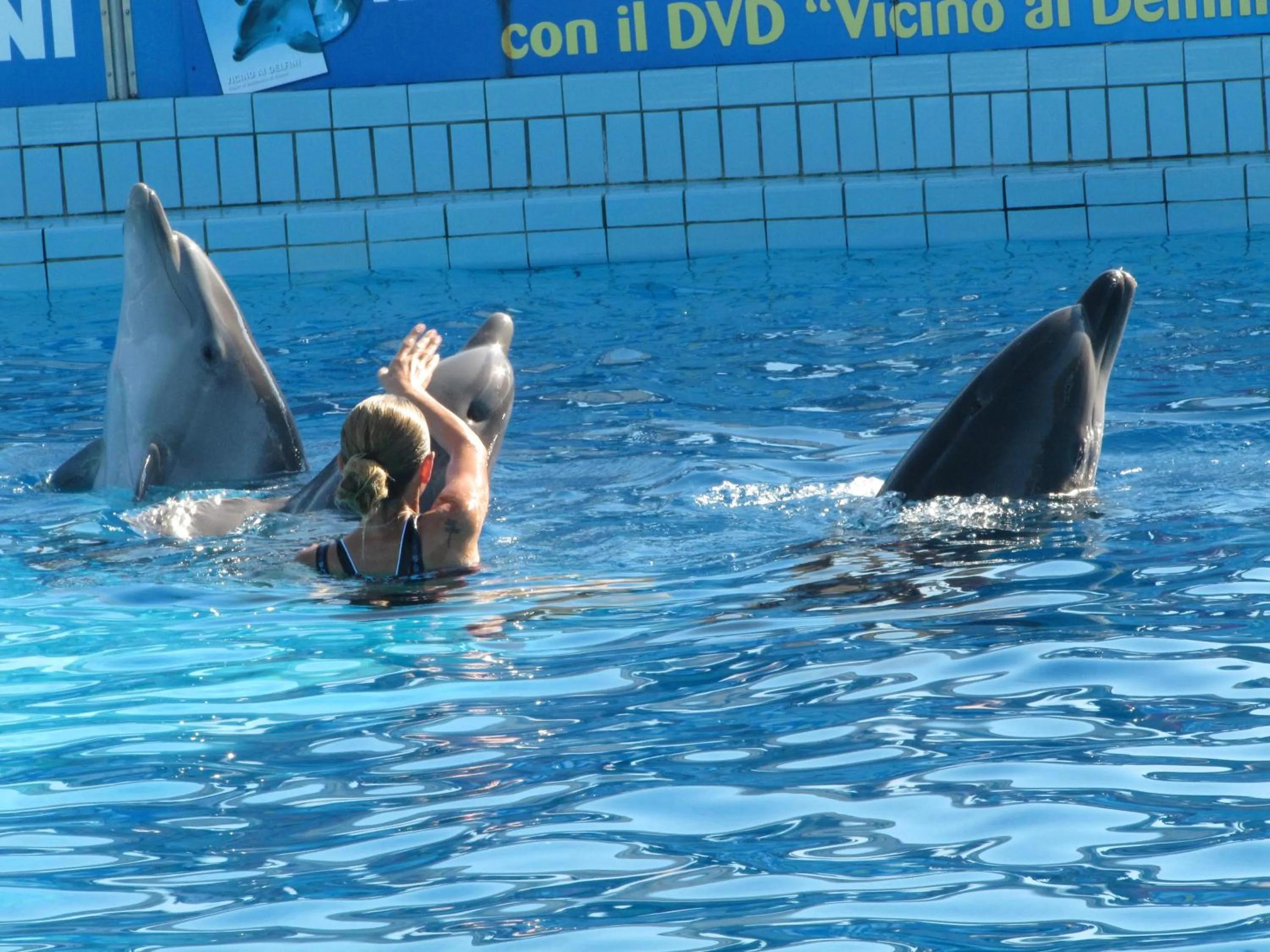 Aqua park in Hotel Villa Ersilia Rimini B&B