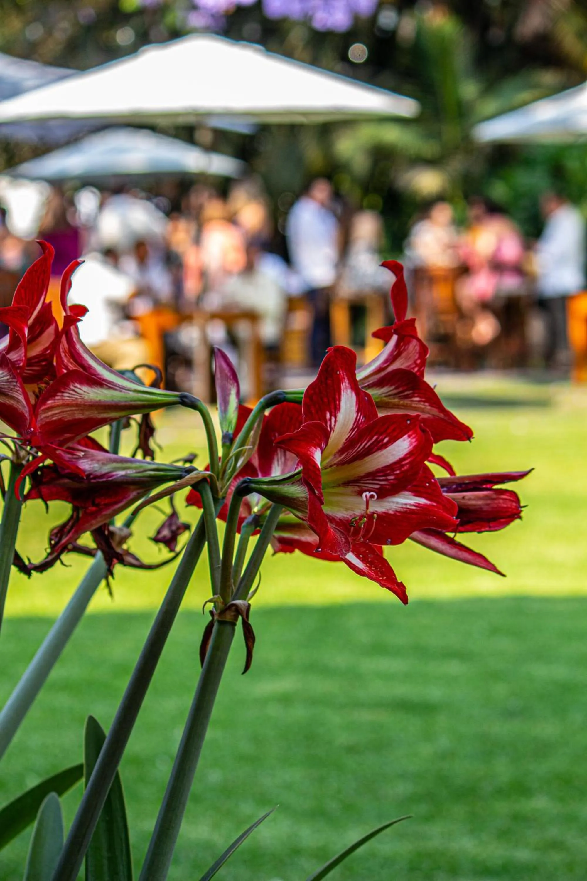 Garden in Casa Bugambilia, Un Pequeño Hotel en Tepoztlán