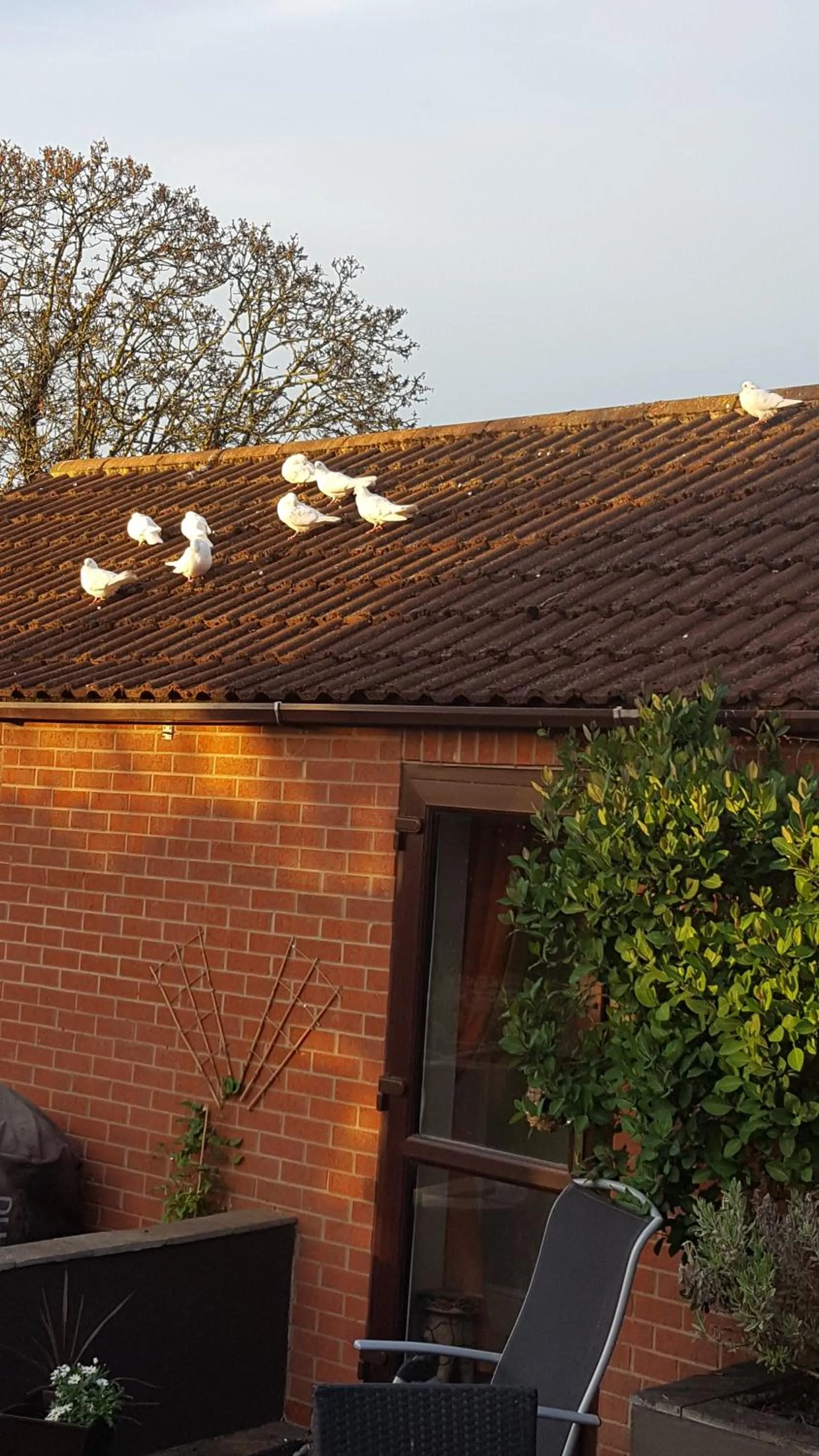 Animals in The White Dove Bed and Breakfast with Glamping Newark showground