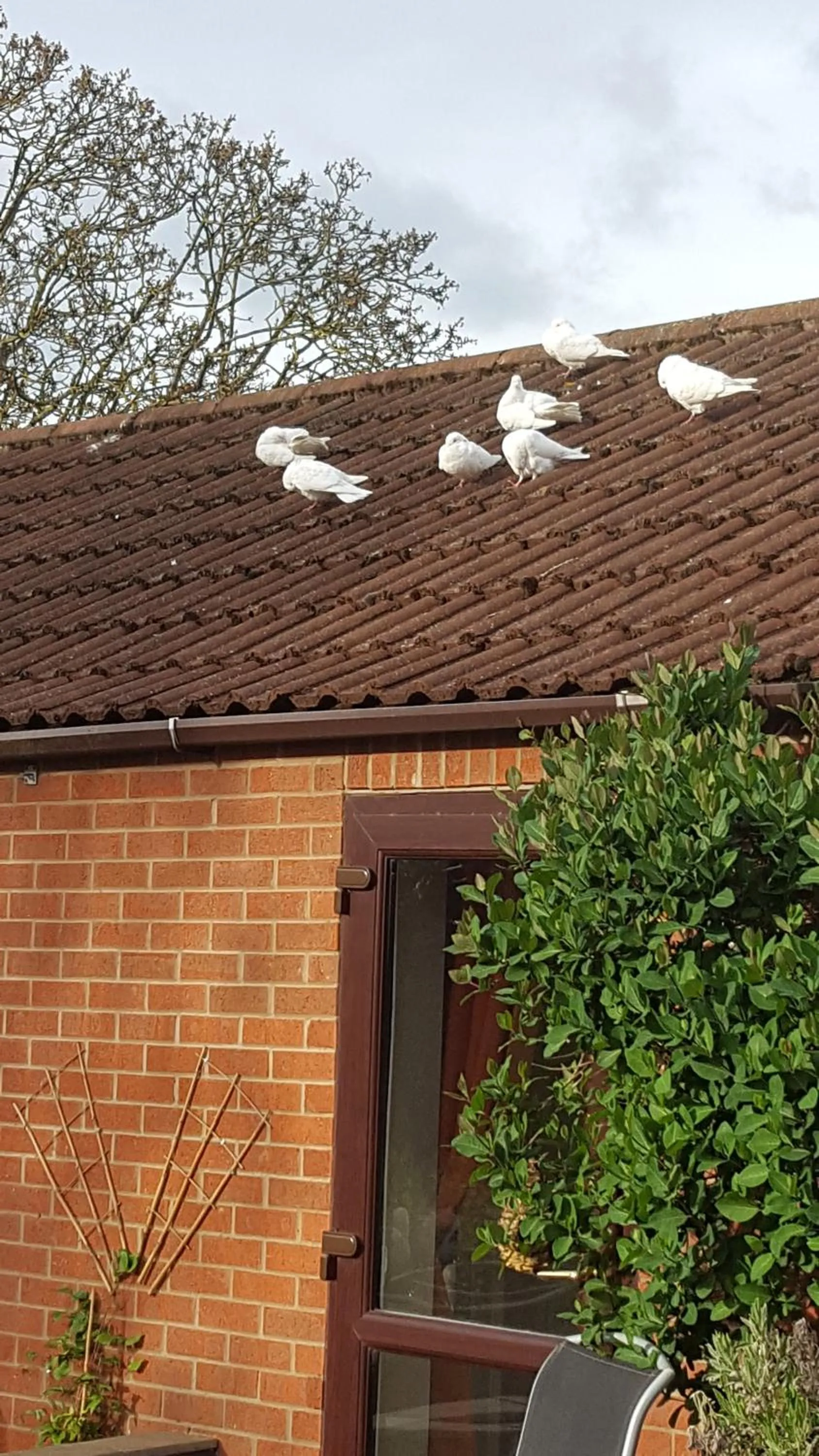 Pets in The White Dove Bed and Breakfast with Glamping Newark showground