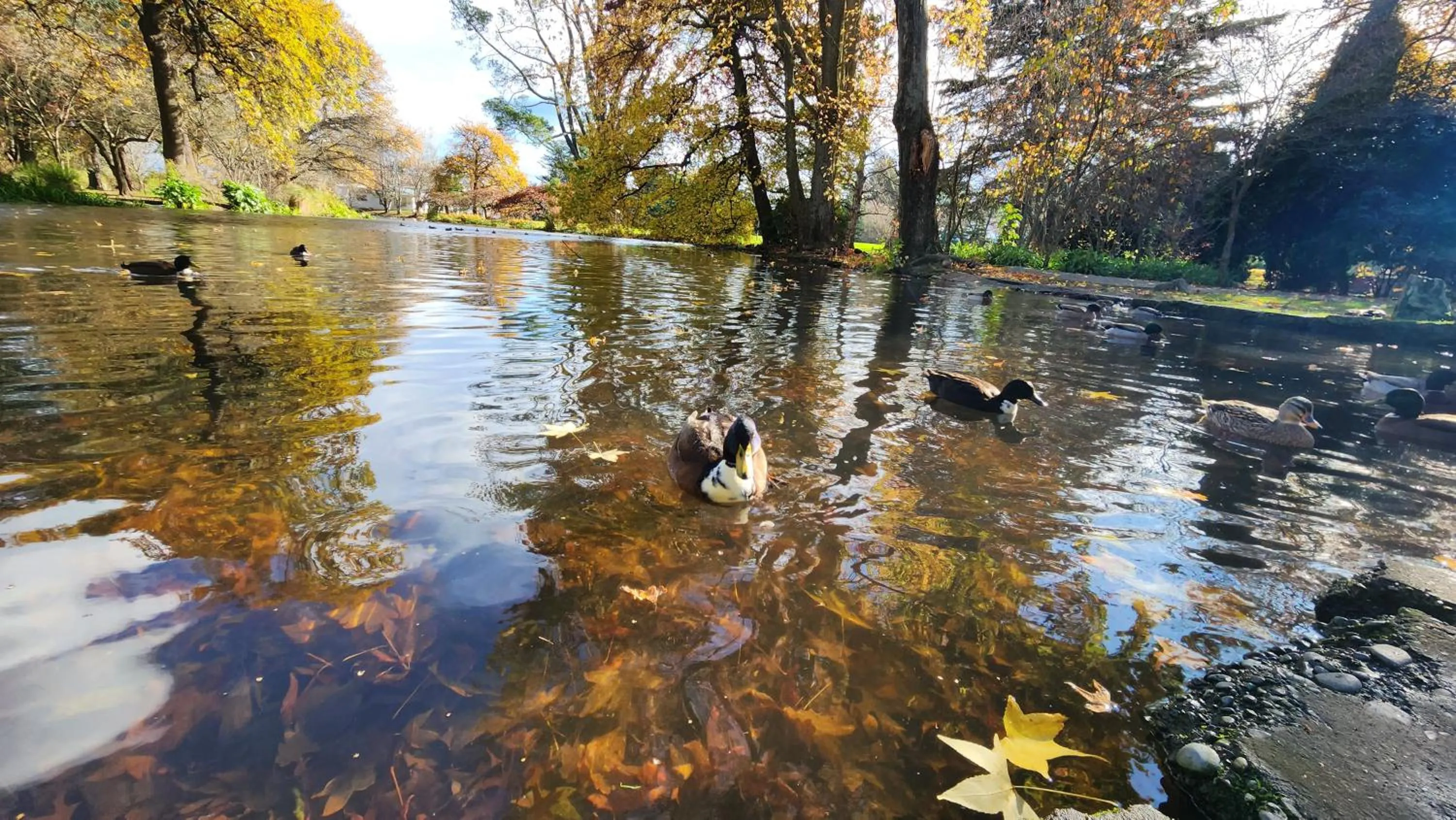 Activities in Ashburton's Regency Motel