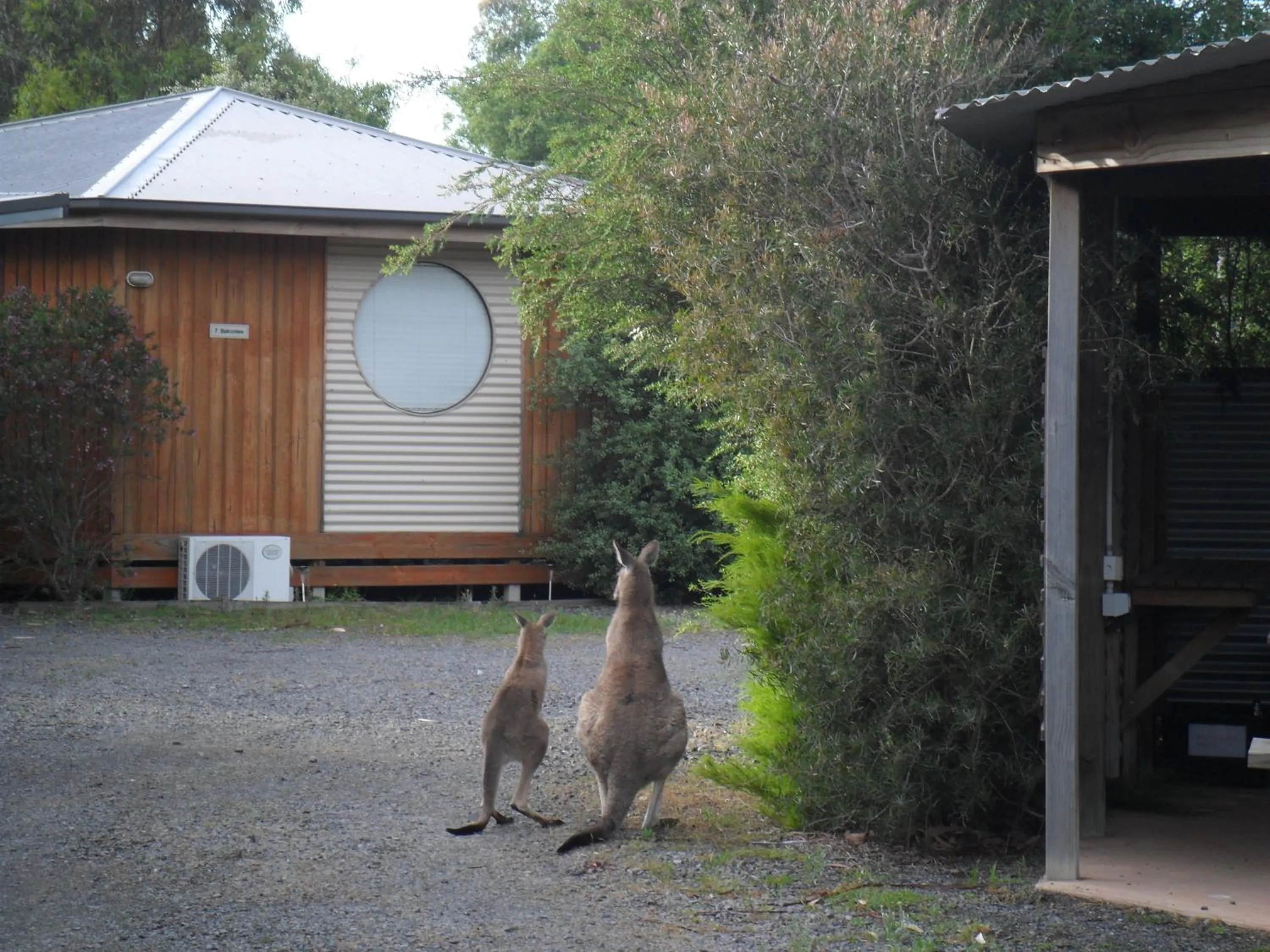 Animals in Grampians Chalets