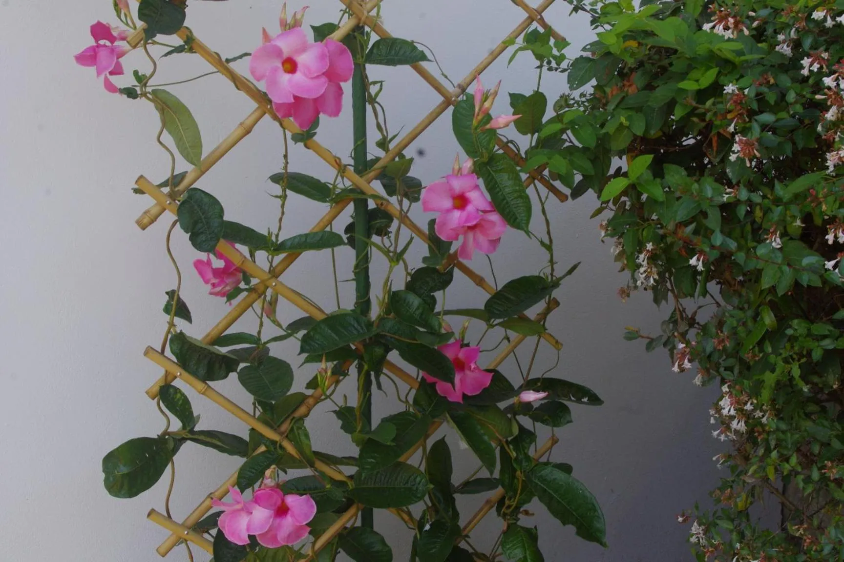 Garden in Chambres d'hôtes "HOR DAGO" près de la gare d'Hendaye avec le petit-déjeuner