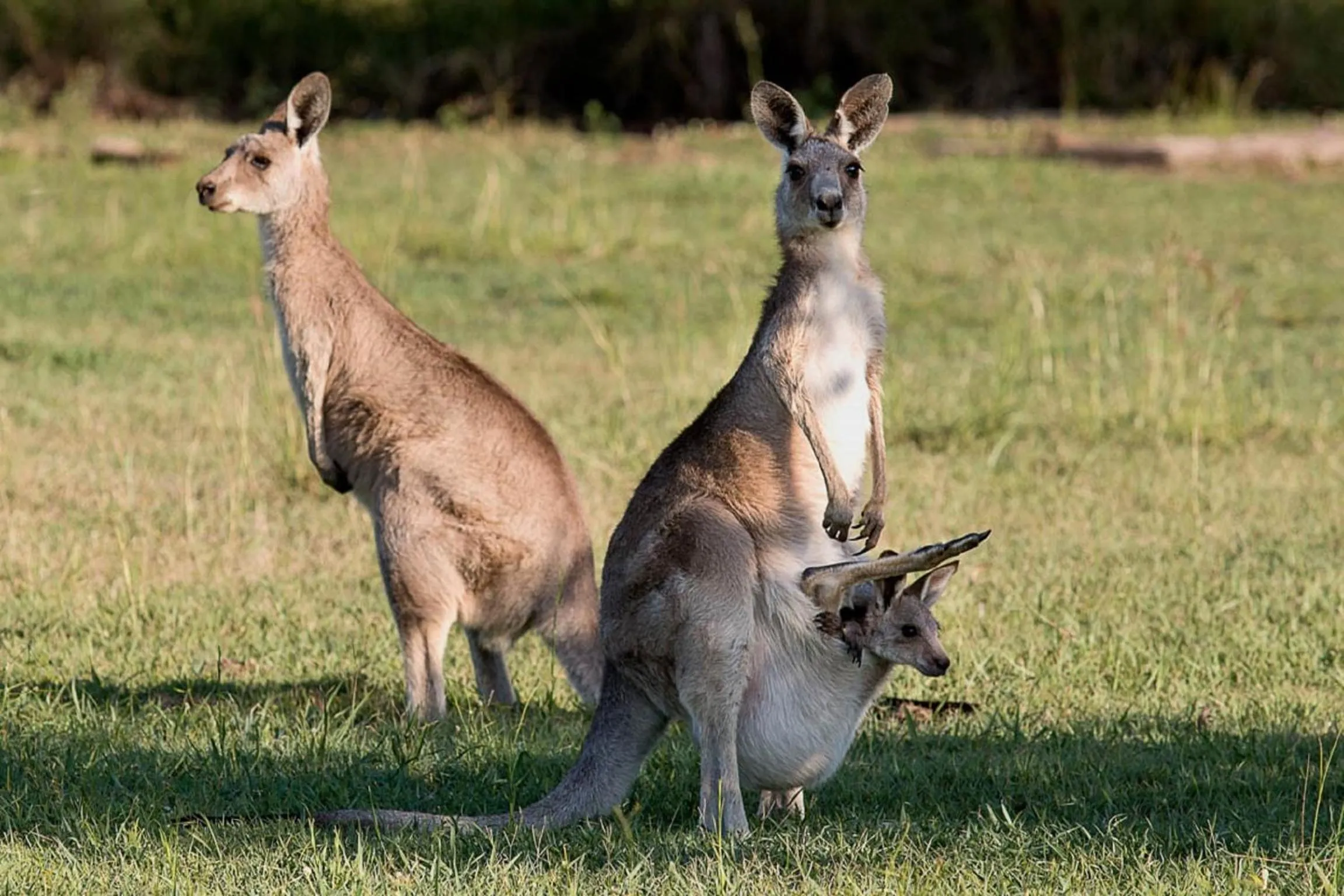 Animals in Hatton Vale Motel