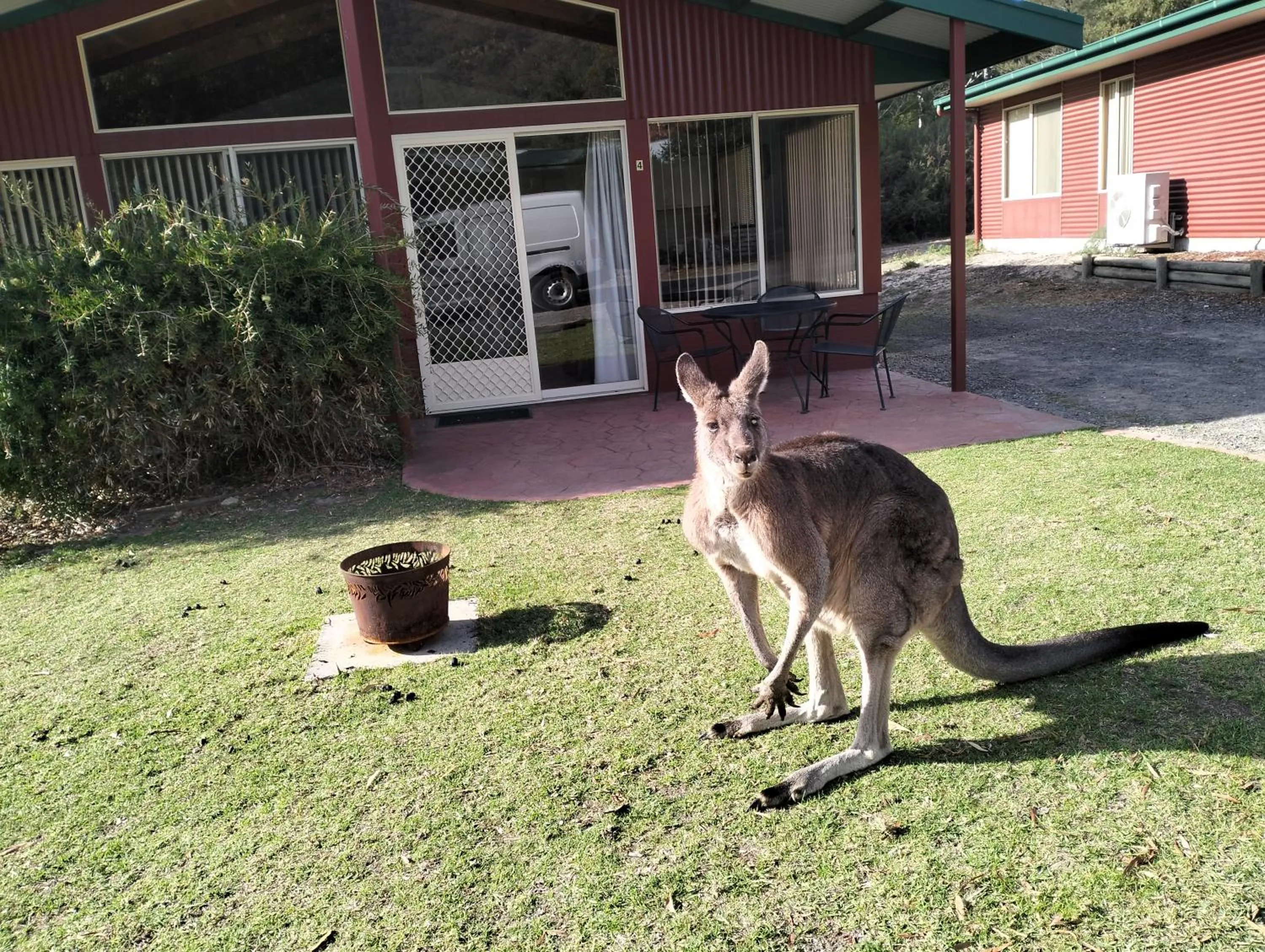 Animals in Halls Gap Valley Lodges