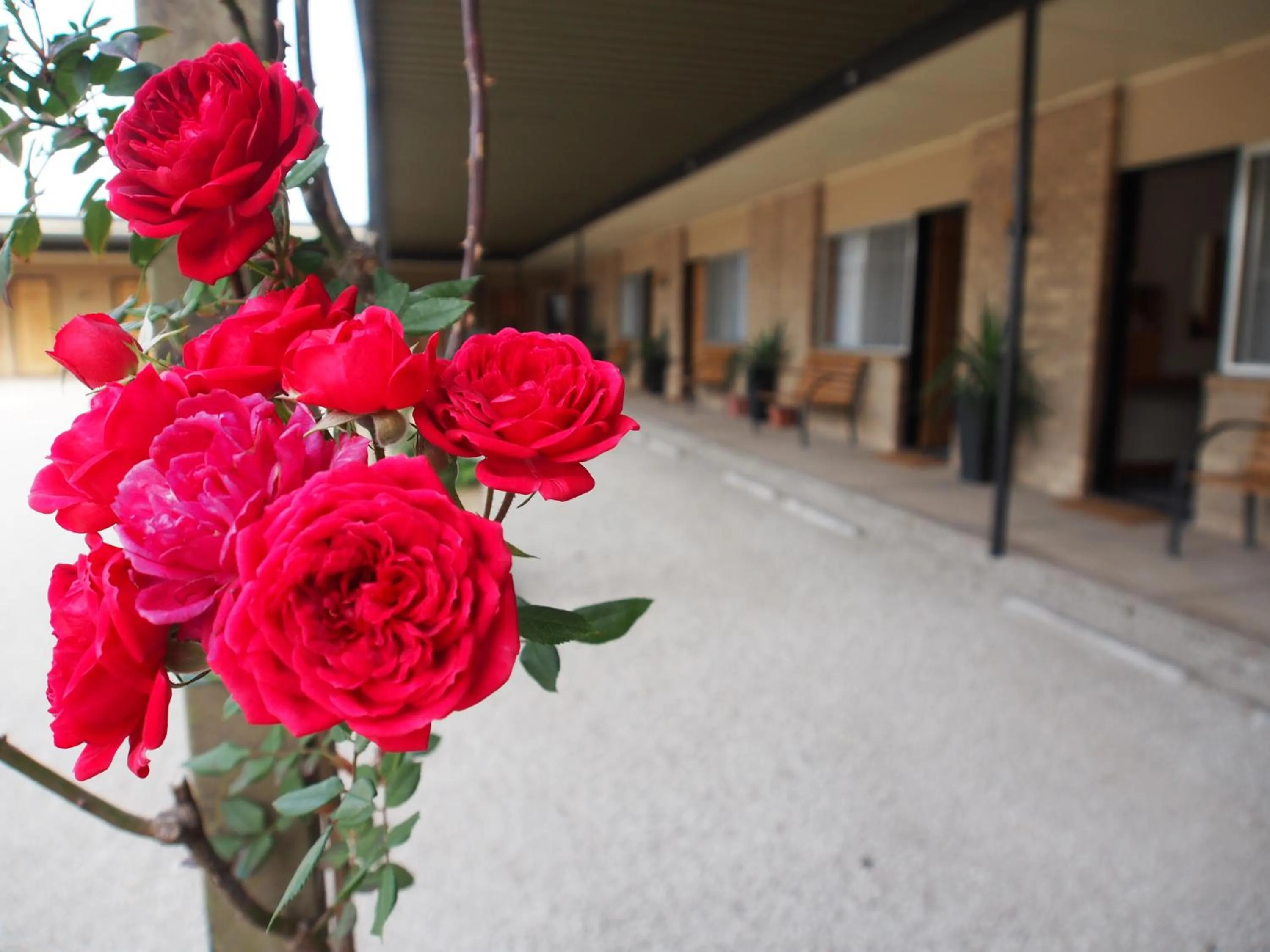 View (from property/room) in Majestic Motel
