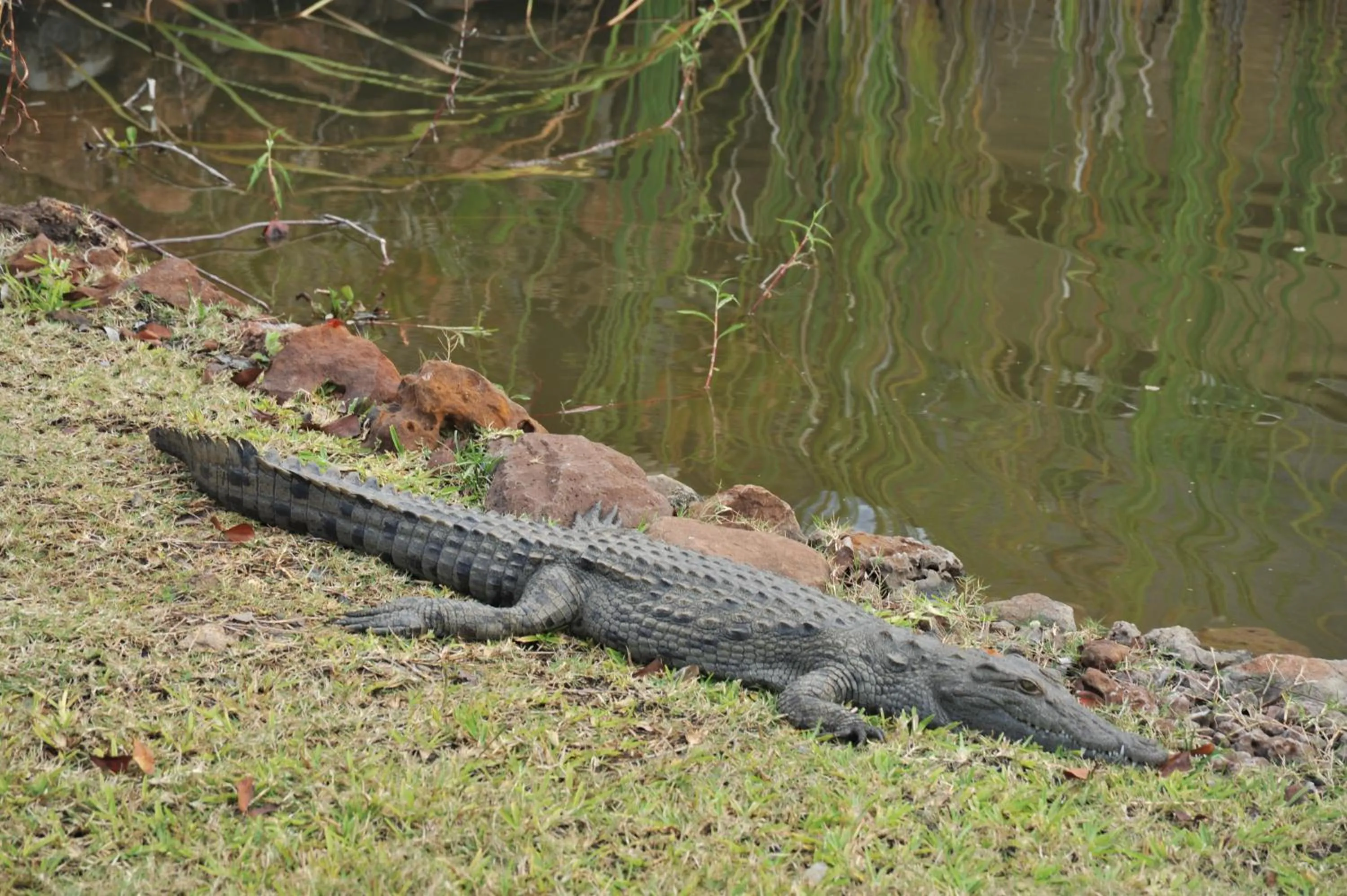 Animals in The David Livingstone Safari Lodge & Spa
