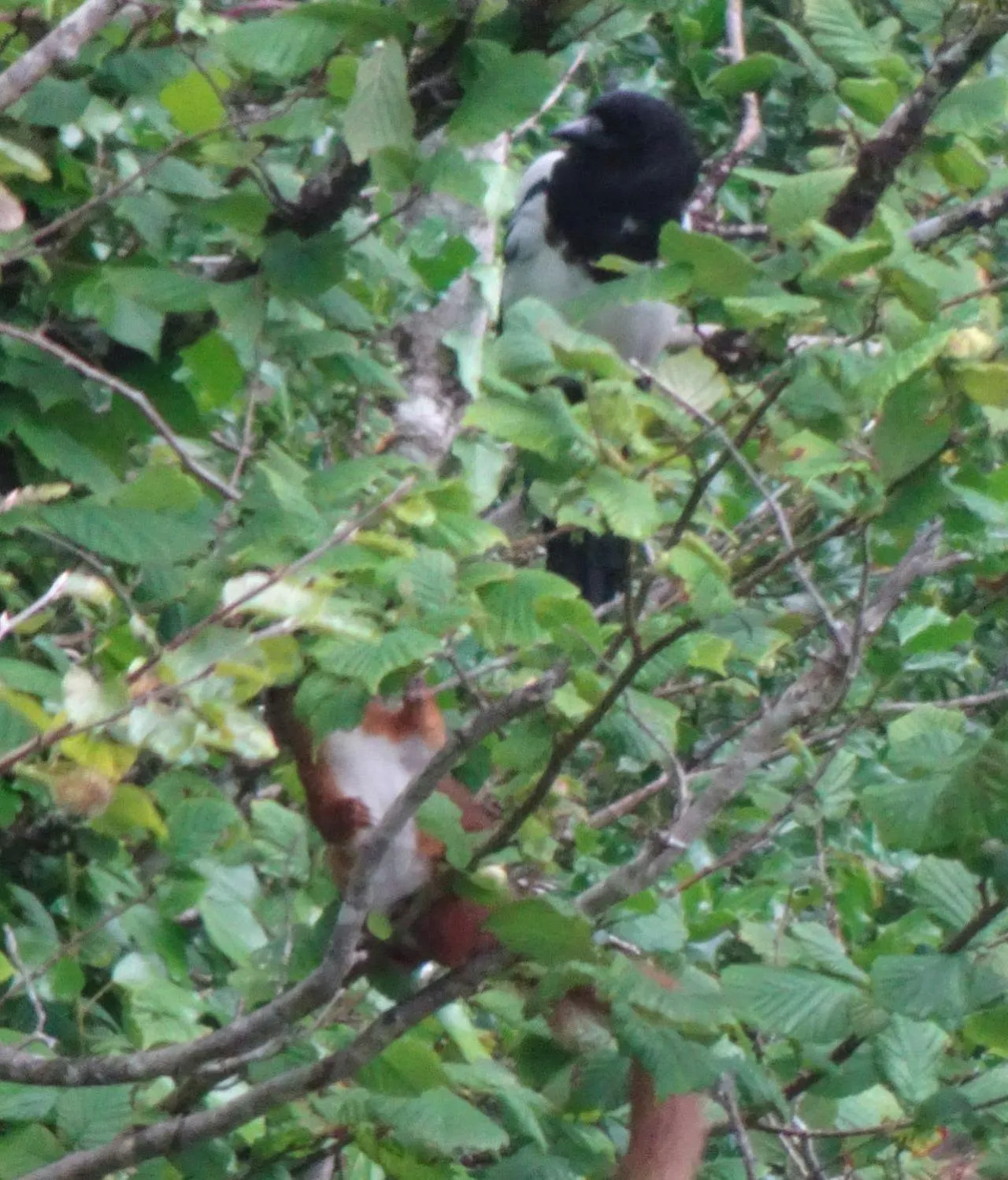 Garden in An Bruachan B&B