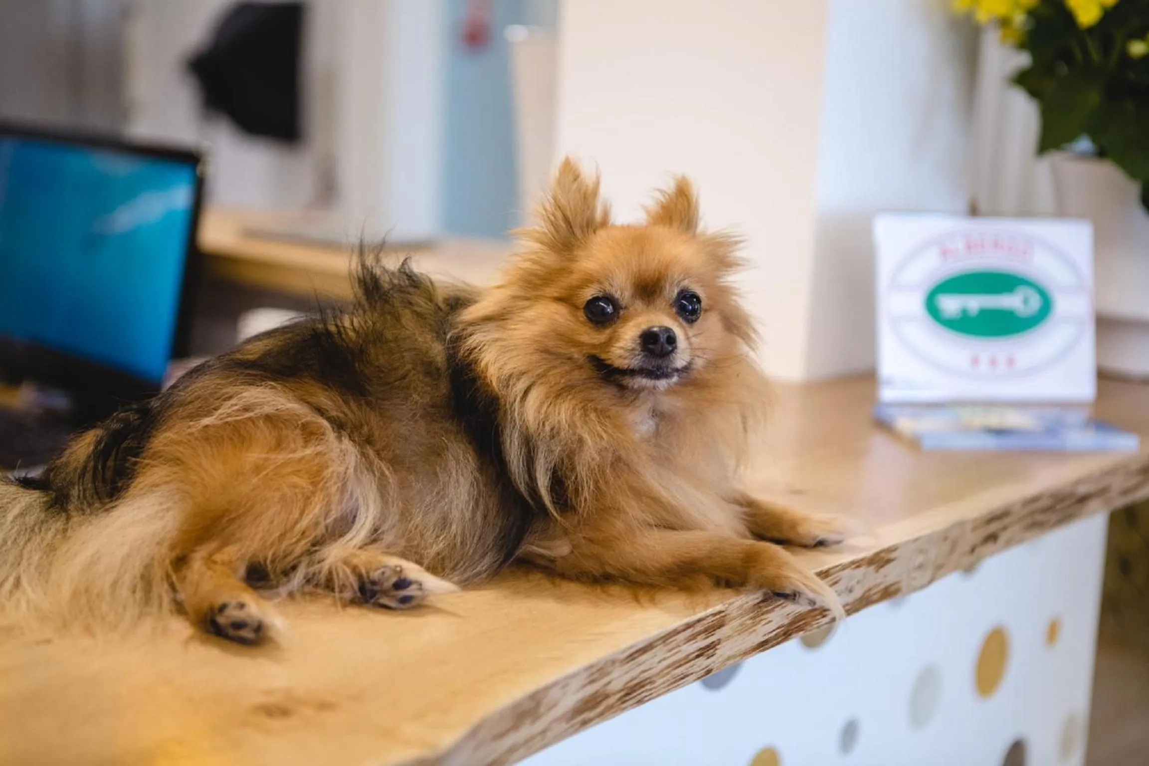 Lobby or reception in Hotel Speranza