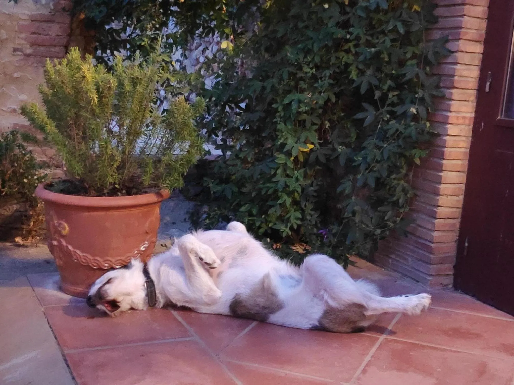 Garden in Mas Del Llop Blanc - Dog friendly Hostal Rural - B&B